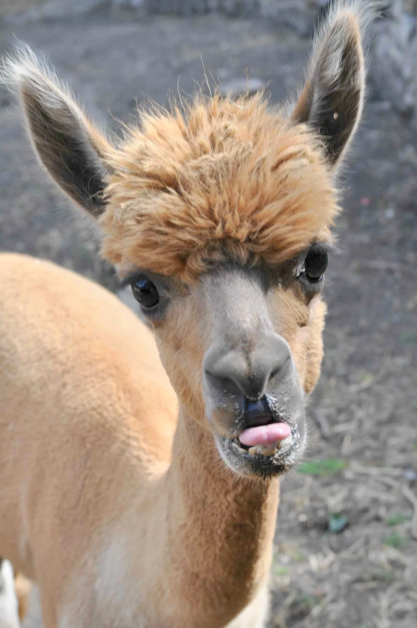 Lamatreking: procházka s lamami a alpakami, 1,5 hodiny, další osoby lze připlatit