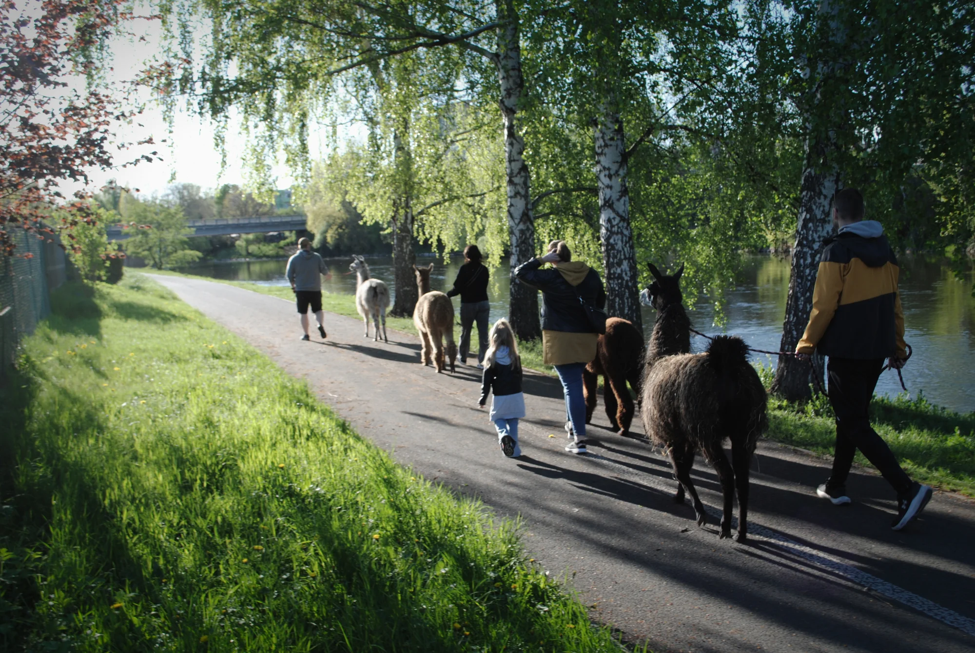 Lamatreking: procházka s lamami a alpakami, 1,5 hodiny, další osoby lze připlatit