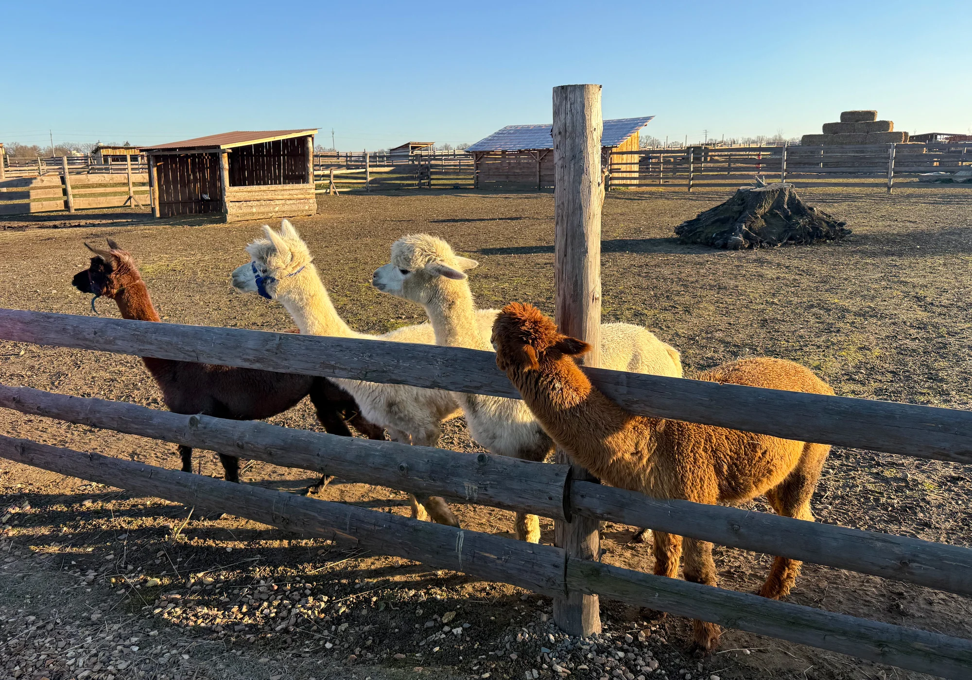 Rodinná procházka s alpakou pro 2 dospělé a 2 děti: seznamka i krmení a focení