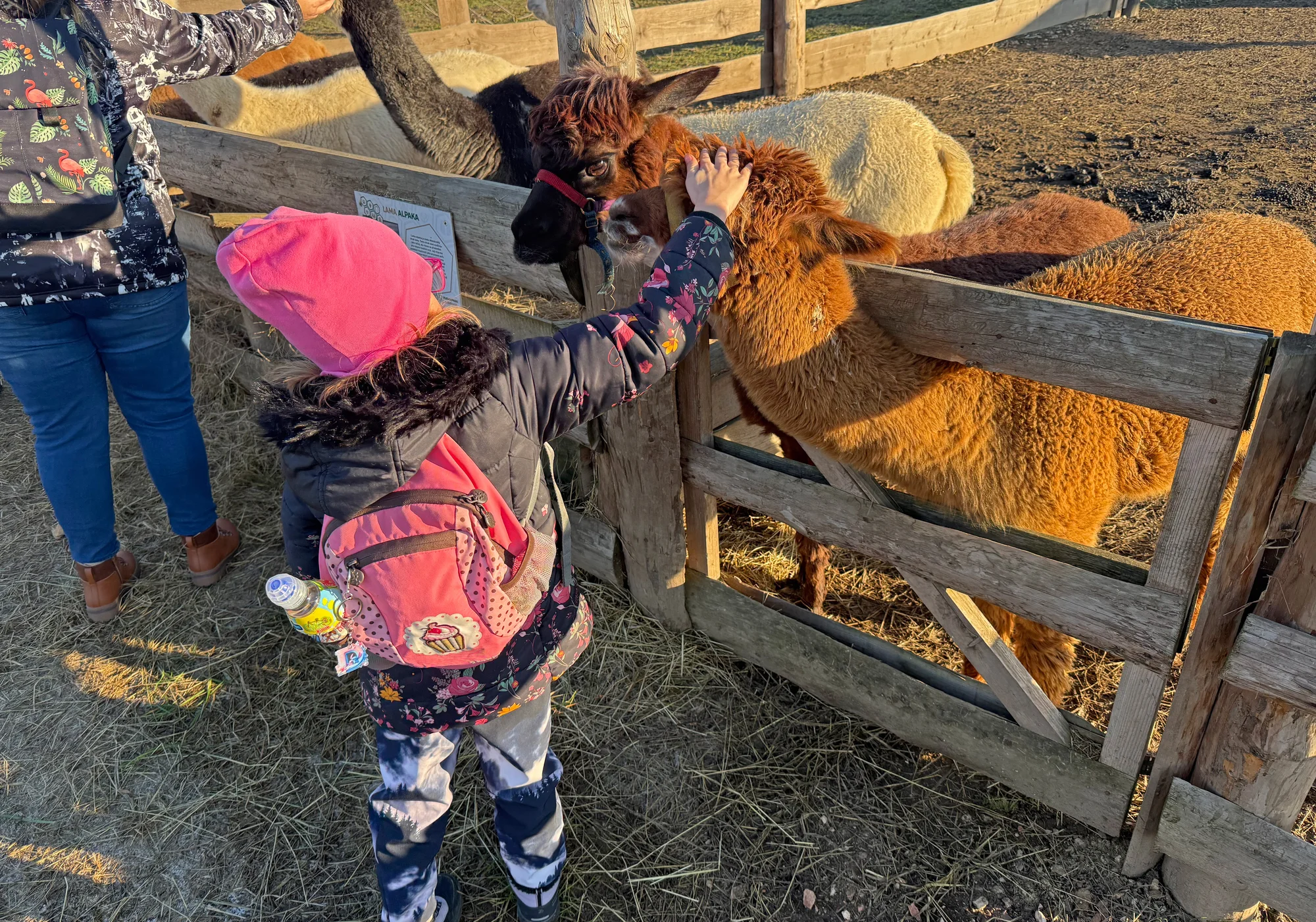 Rodinná procházka s alpakou pro 2 dospělé a 2 děti: seznamka i krmení a focení