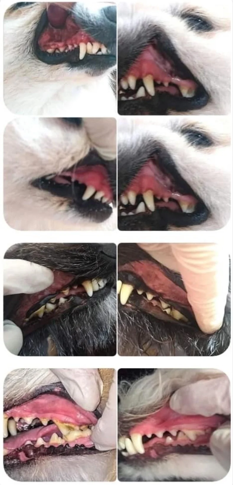 Dopřejte svému pejskovi zdravý dech a krásné zuby: šetrná dentální hygiena pro psy