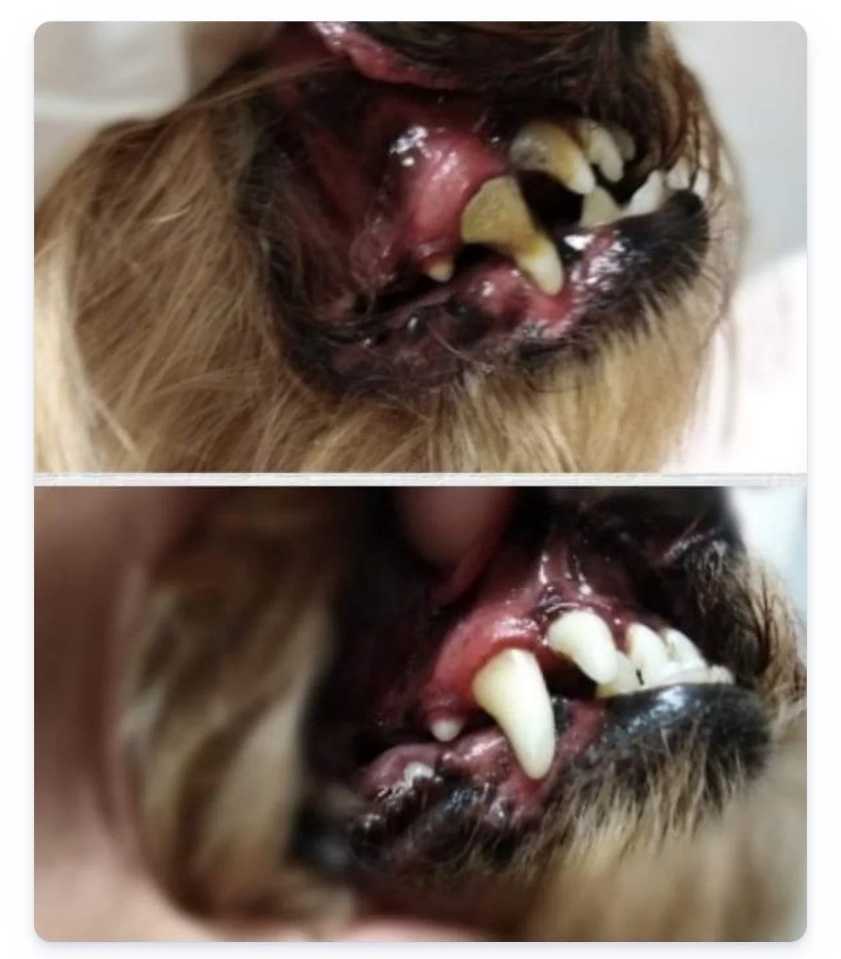 Dopřejte svému pejskovi zdravý dech a krásné zuby: šetrná dentální hygiena pro psy