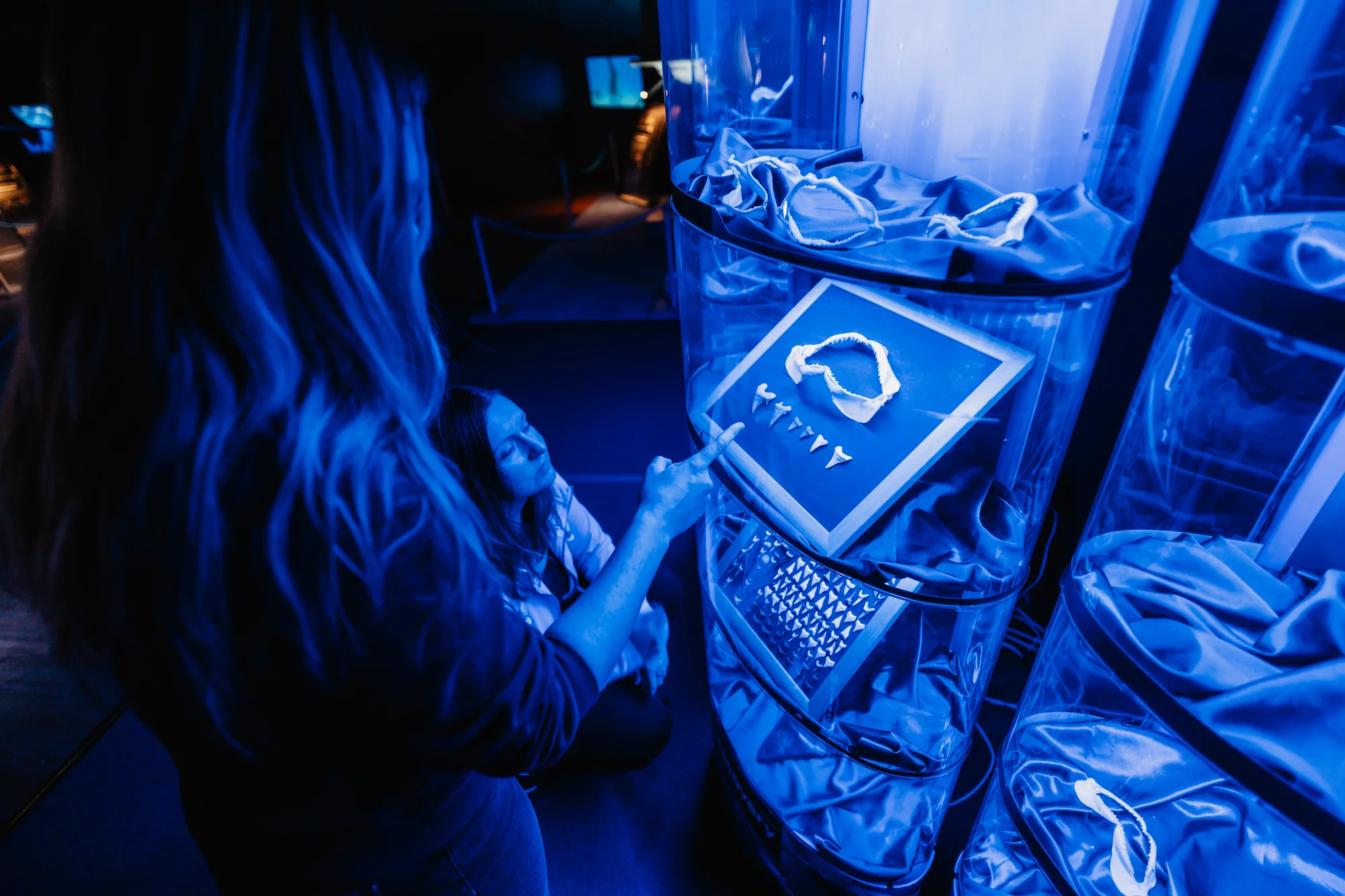 Vstupy na výstavu Obři oceánů v OC Westfield na Černém Mostě