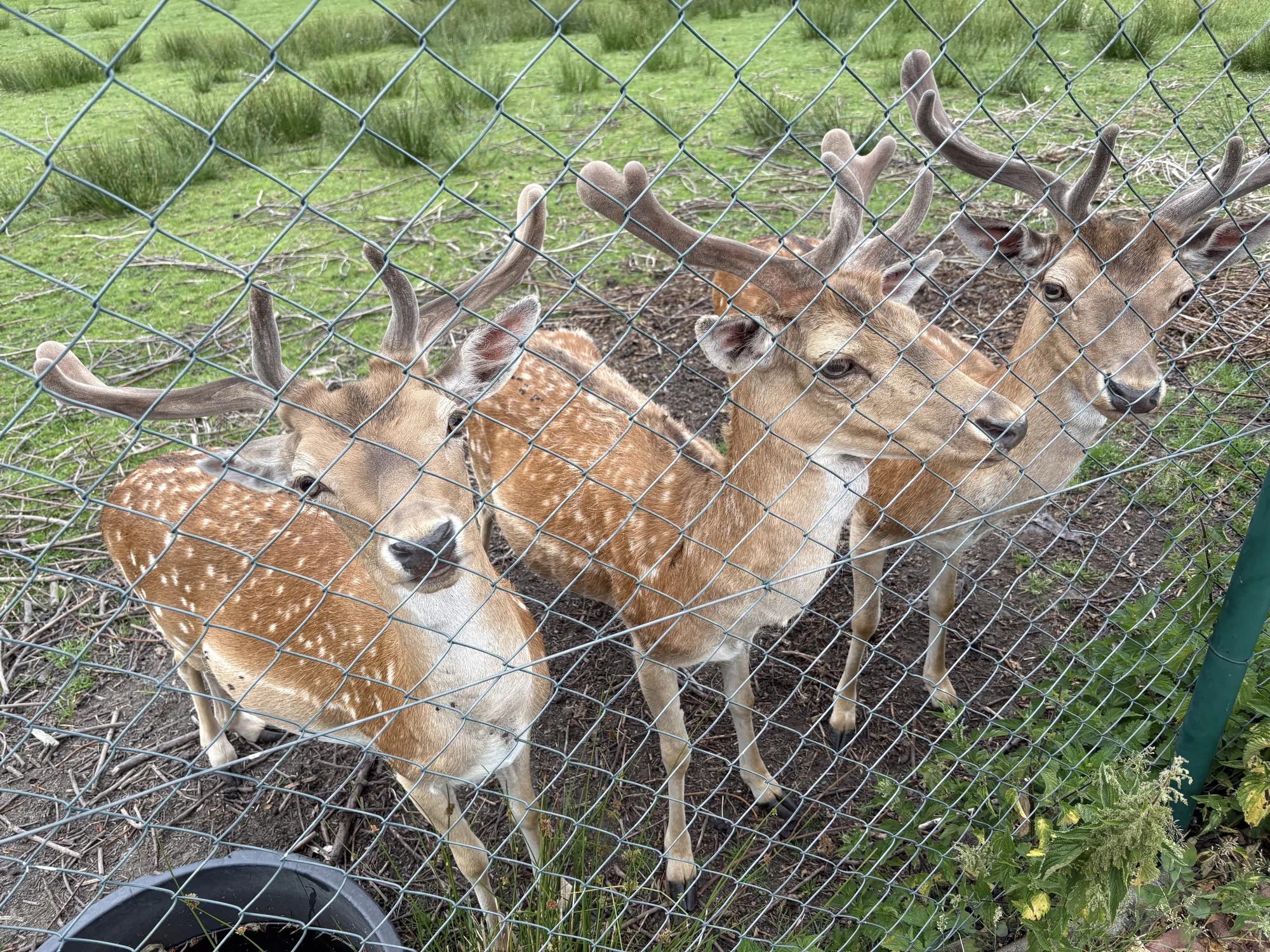 Pobyt u obory s daňky v Lužických horách: tiny house i se snídaní pro 2 osoby