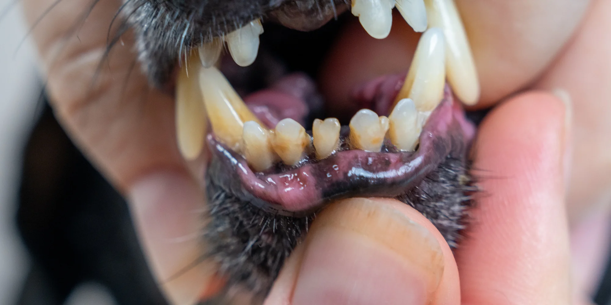 Dopřejte svému pejskovi zdravý dech a krásné zuby: šetrná dentální hygiena pro psy