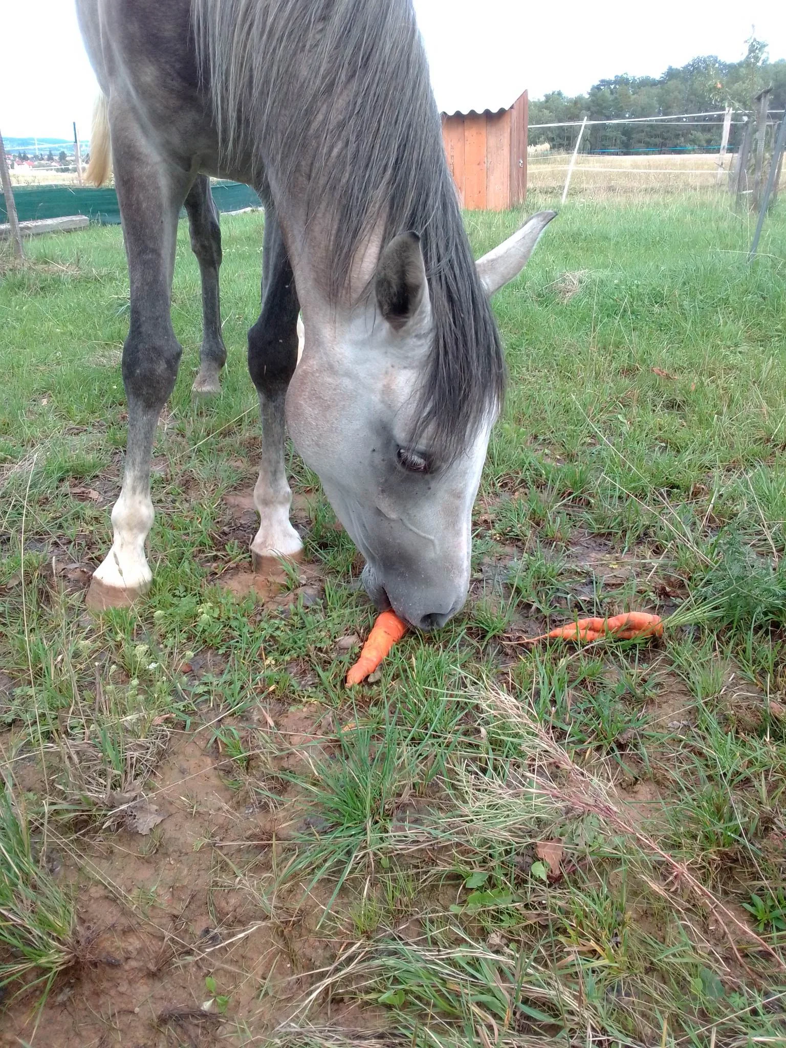Projížďka na koni v přírodě u Českých Budějovic: 2,5 hod. pro 1 osobu
