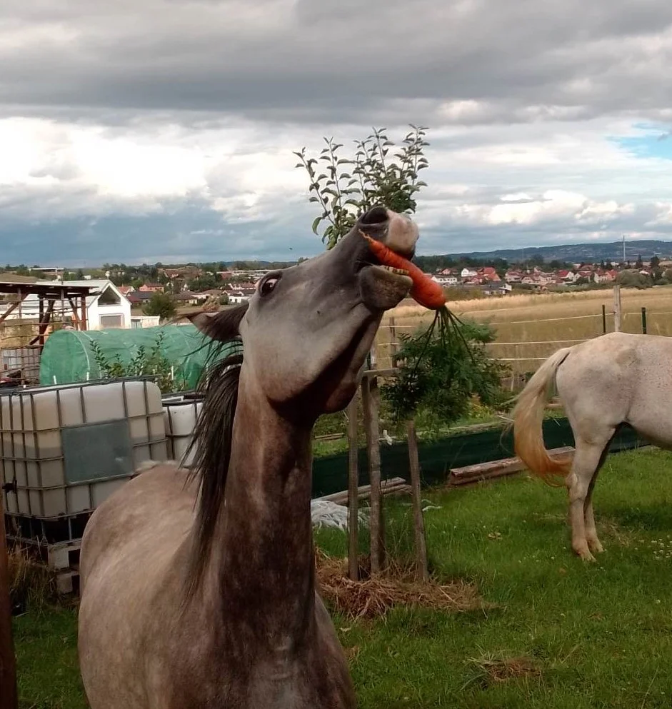 Projížďka na koni v přírodě u Českých Budějovic: 2,5 hod. pro 1 osobu