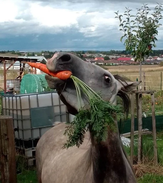 Projížďka na koni v přírodě u Českých Budějovic: 2,5 hod. pro 1 osobu