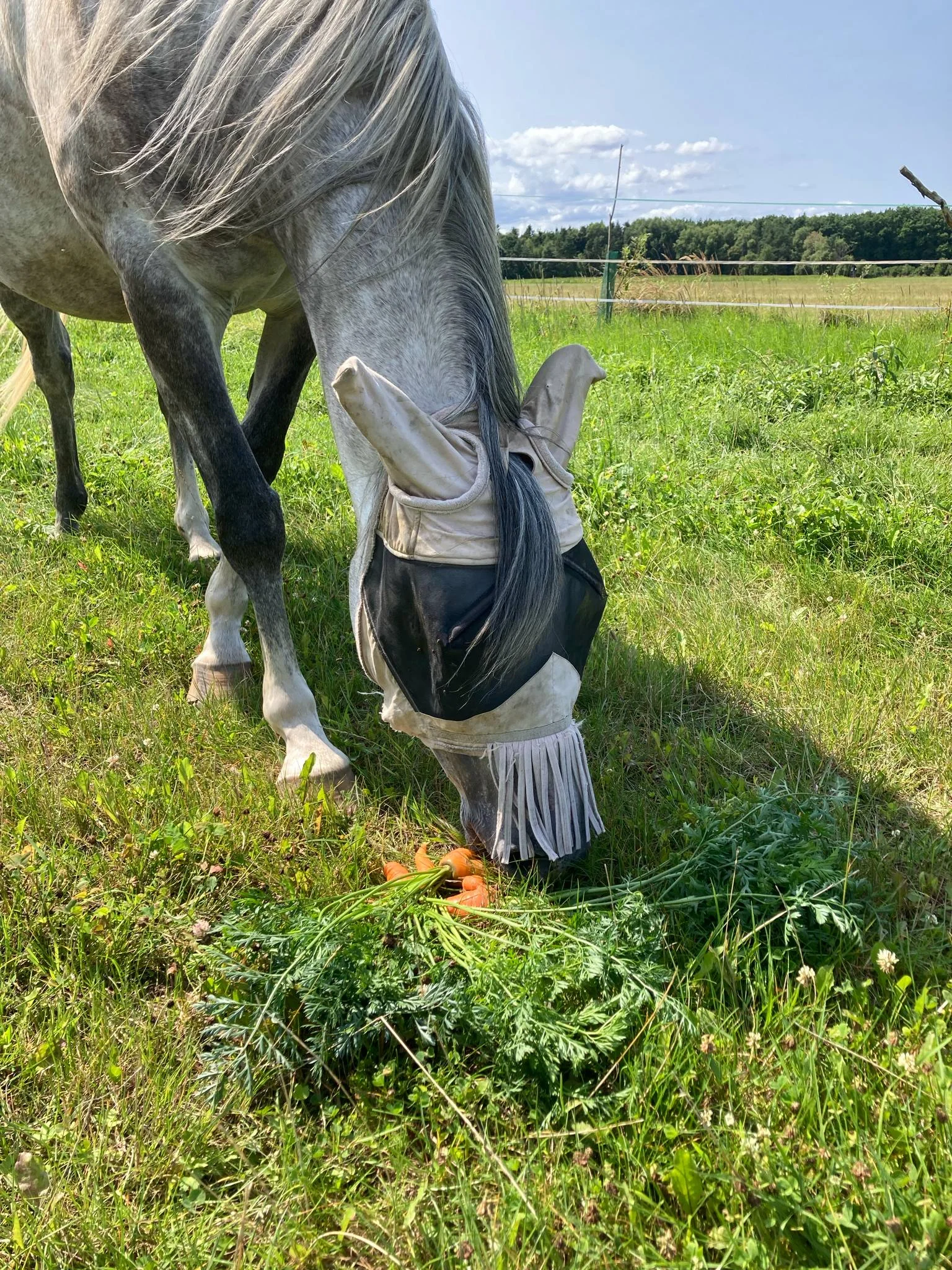 Projížďka na koni v přírodě u Českých Budějovic: 2,5 hod. pro 1 osobu