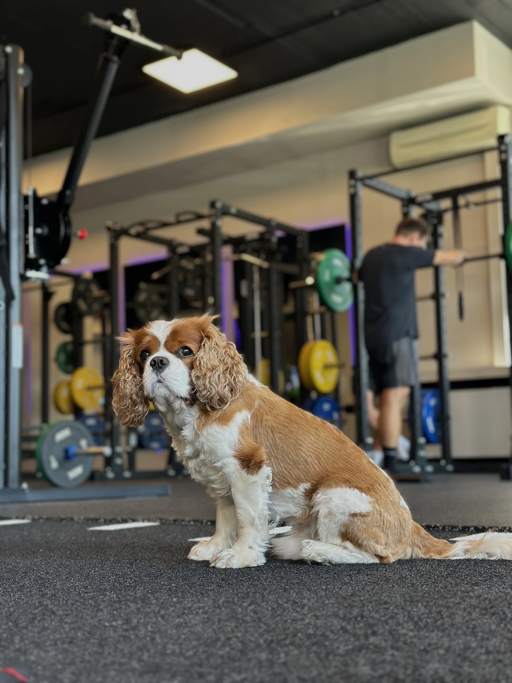 Darujte zdraví a kondici: program První krok s analýzou těla, trenérem i cvičením