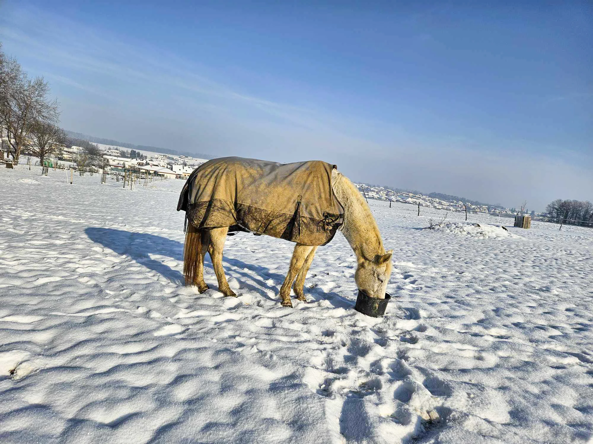 Projížďka na koni v přírodě u Českých Budějovic: 2,5 hod. pro 1 osobu