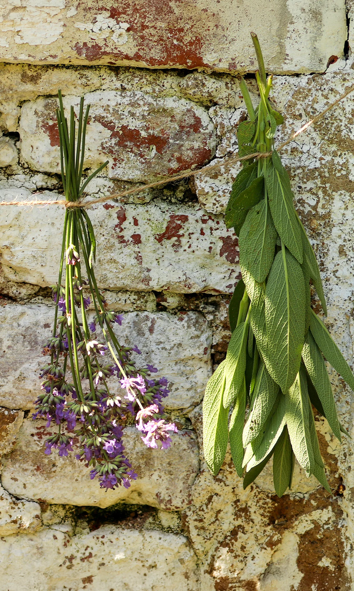 Kurz výroby bylinných čajů vč. ochutnávky, pro 1 nebo 2 osoby