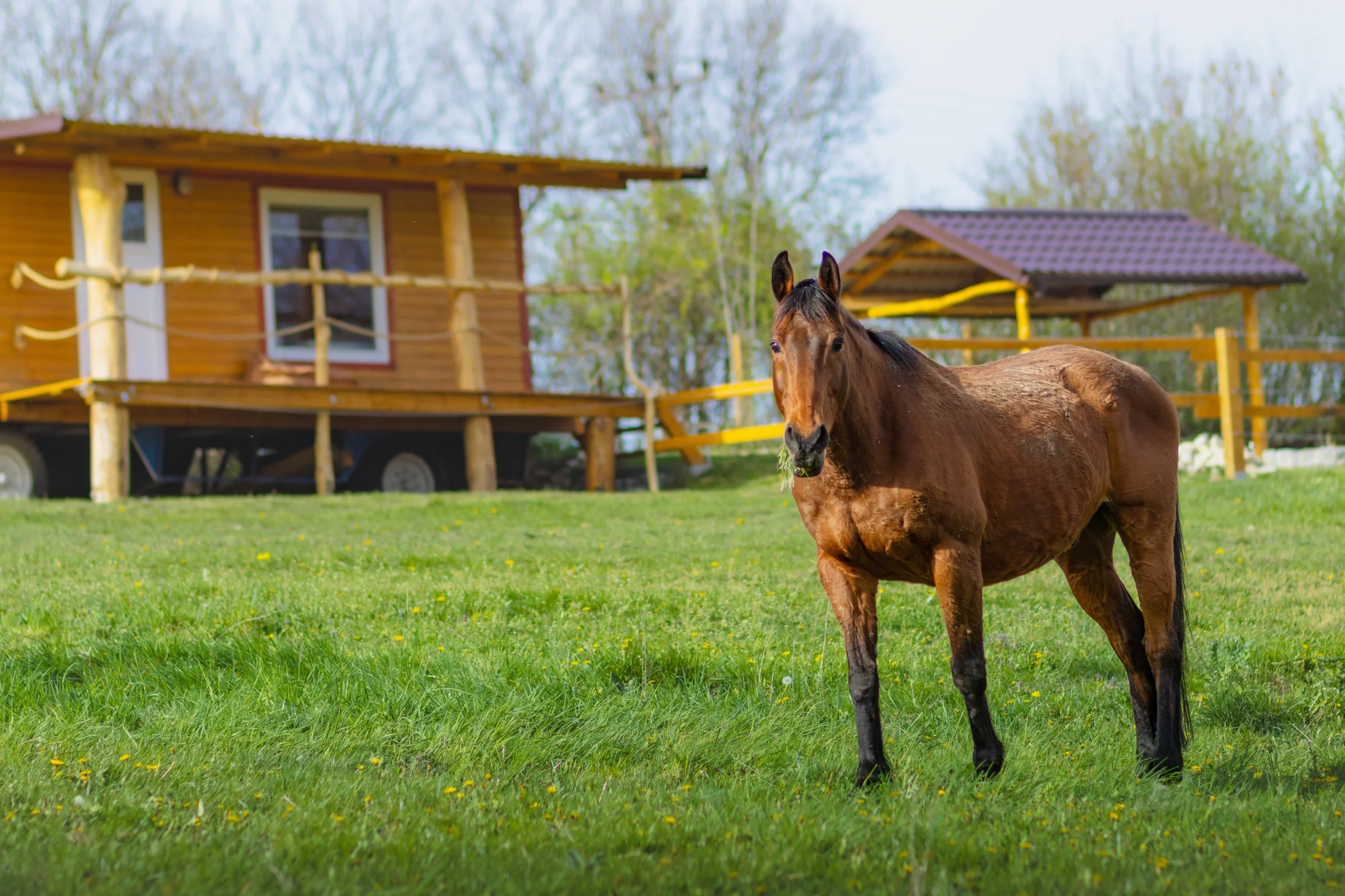 Pobyt mezi zvířátky na ranči: karavan, chatka či maringotka, mini zoo, koně a možnost snídaní