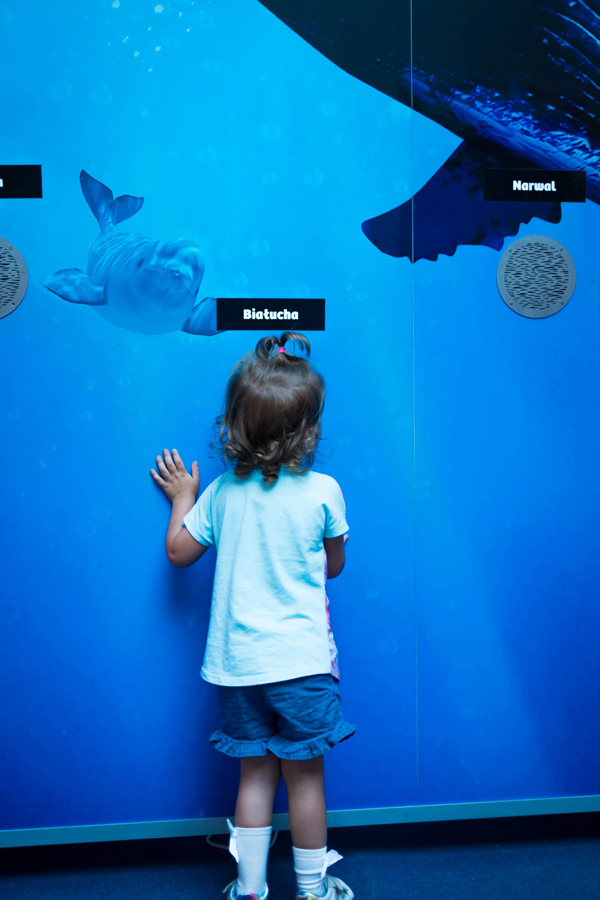 Vstupy na výstavu Obři oceánů v OC Westfield na Černém Mostě