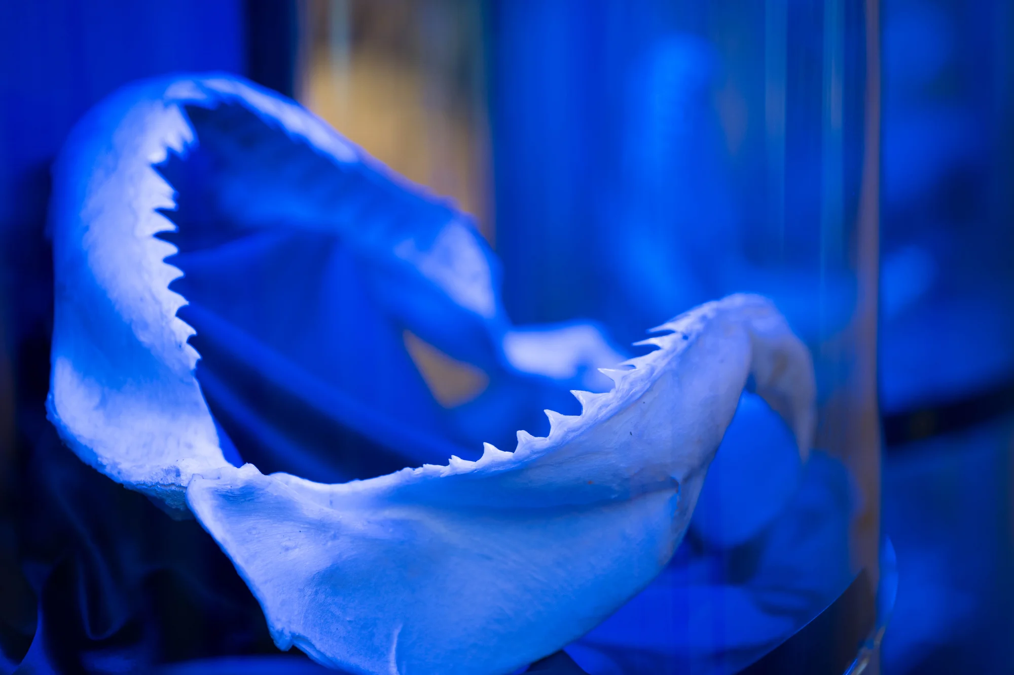 Vstupy na výstavu Obři oceánů v OC Westfield na Černém Mostě