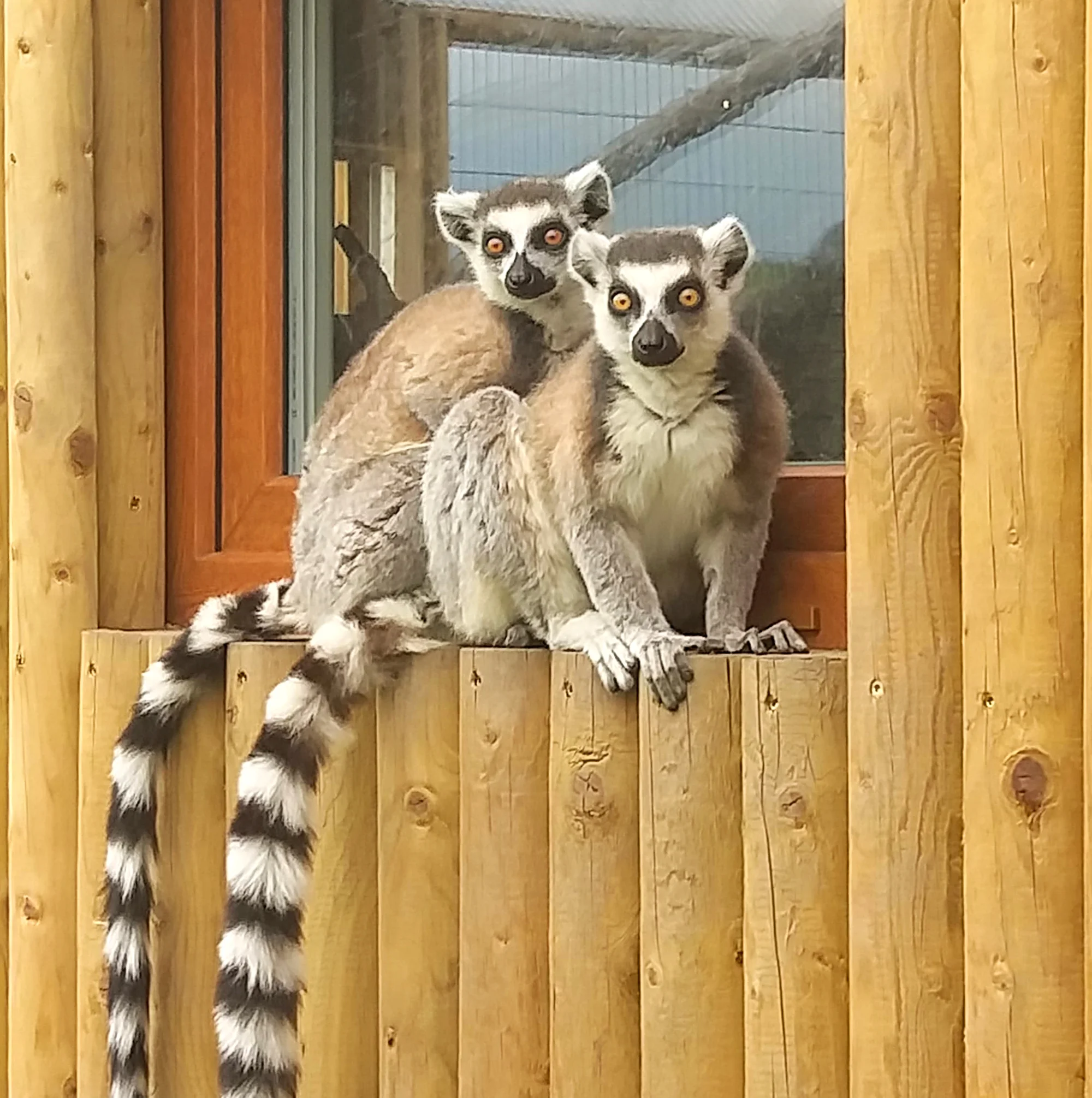 Zvířata na dosah ruky: VIP vstup na Statek u Merlina vč. vstupenky do zooparku pro všechny