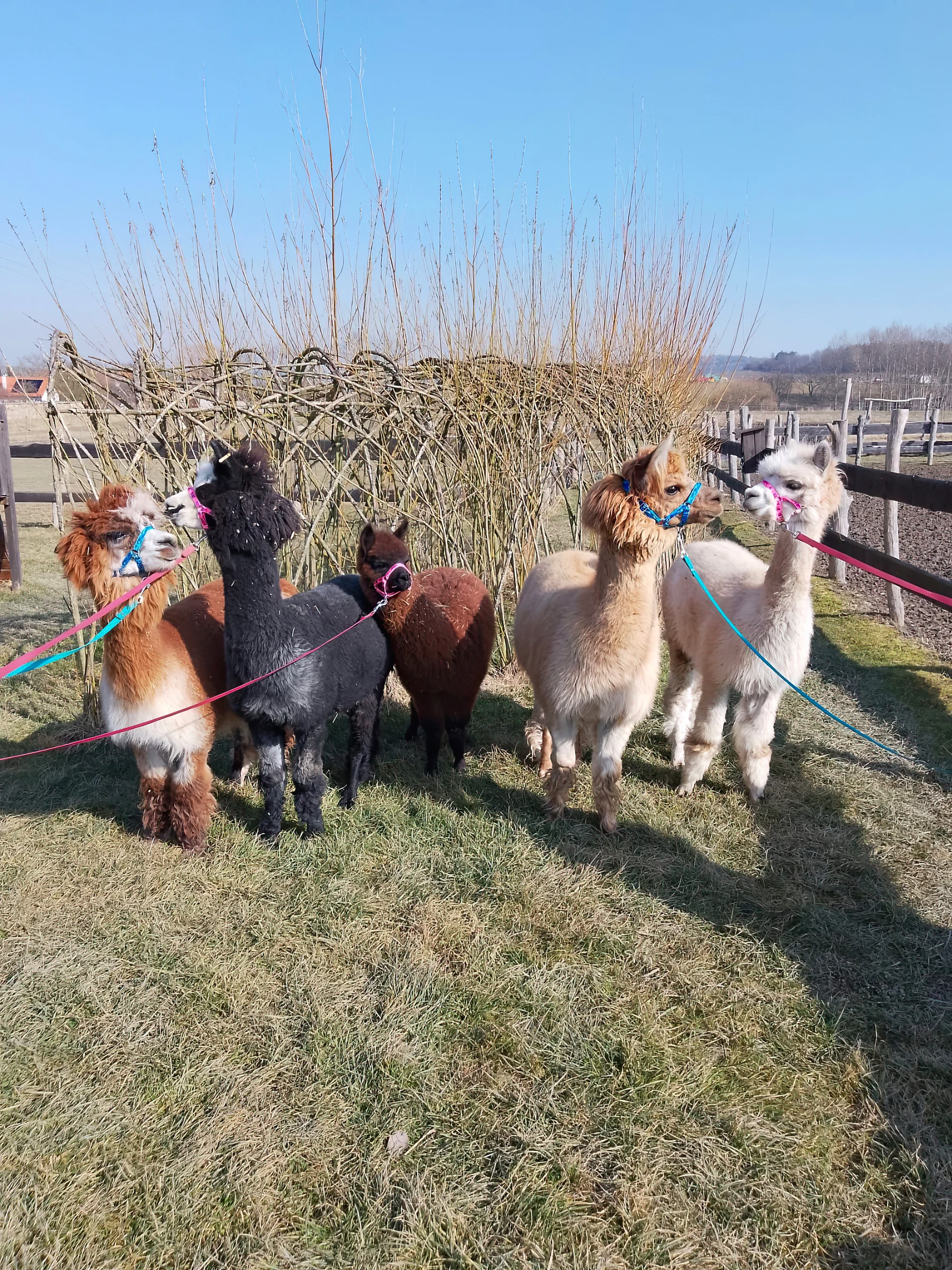 Rodinný vstup na statek se spoustou zvířat: velbloudi, pštros, opičky, kozy, lamy i chameleon