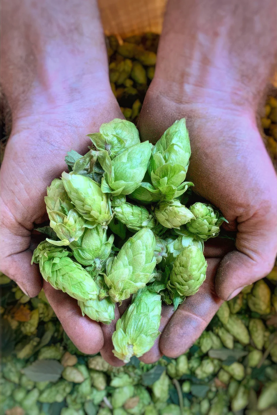 Degustace 6 vzorků piva i prohlídka Minipivovaru Most, pro 1 či 2 os.