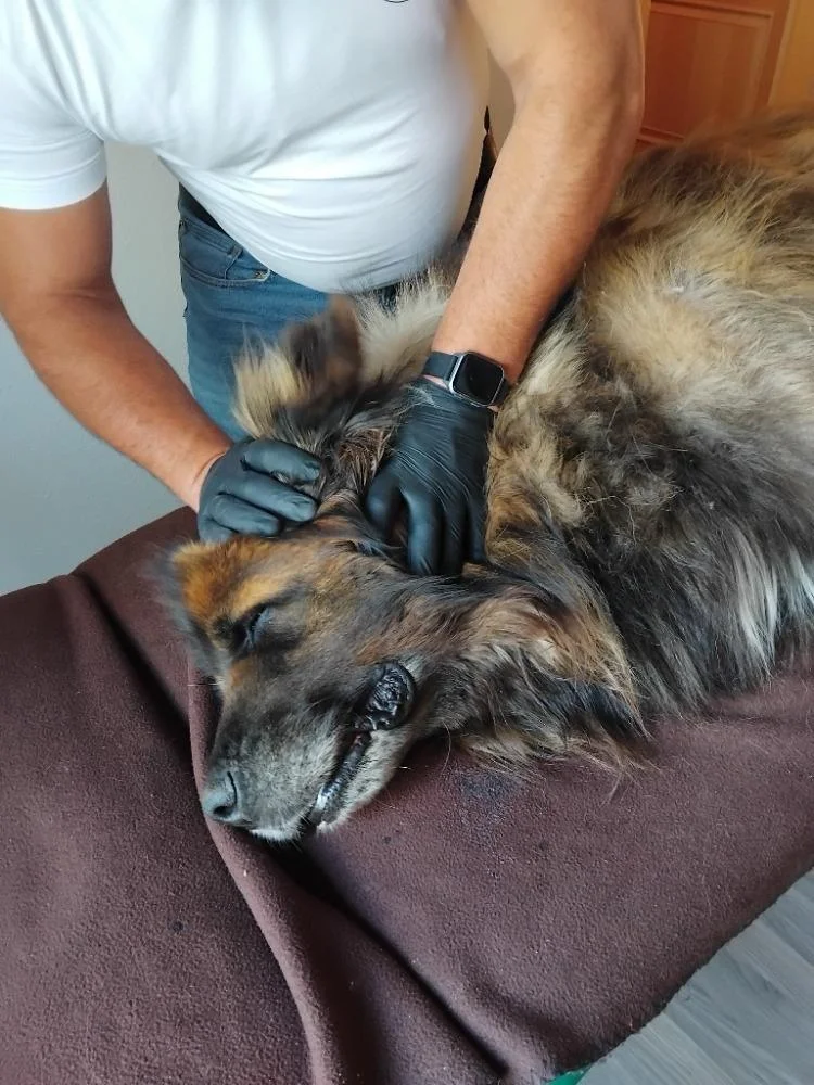 75 minut v psích lázních: rekondiční masáž a koupel pro vašeho chlupáče