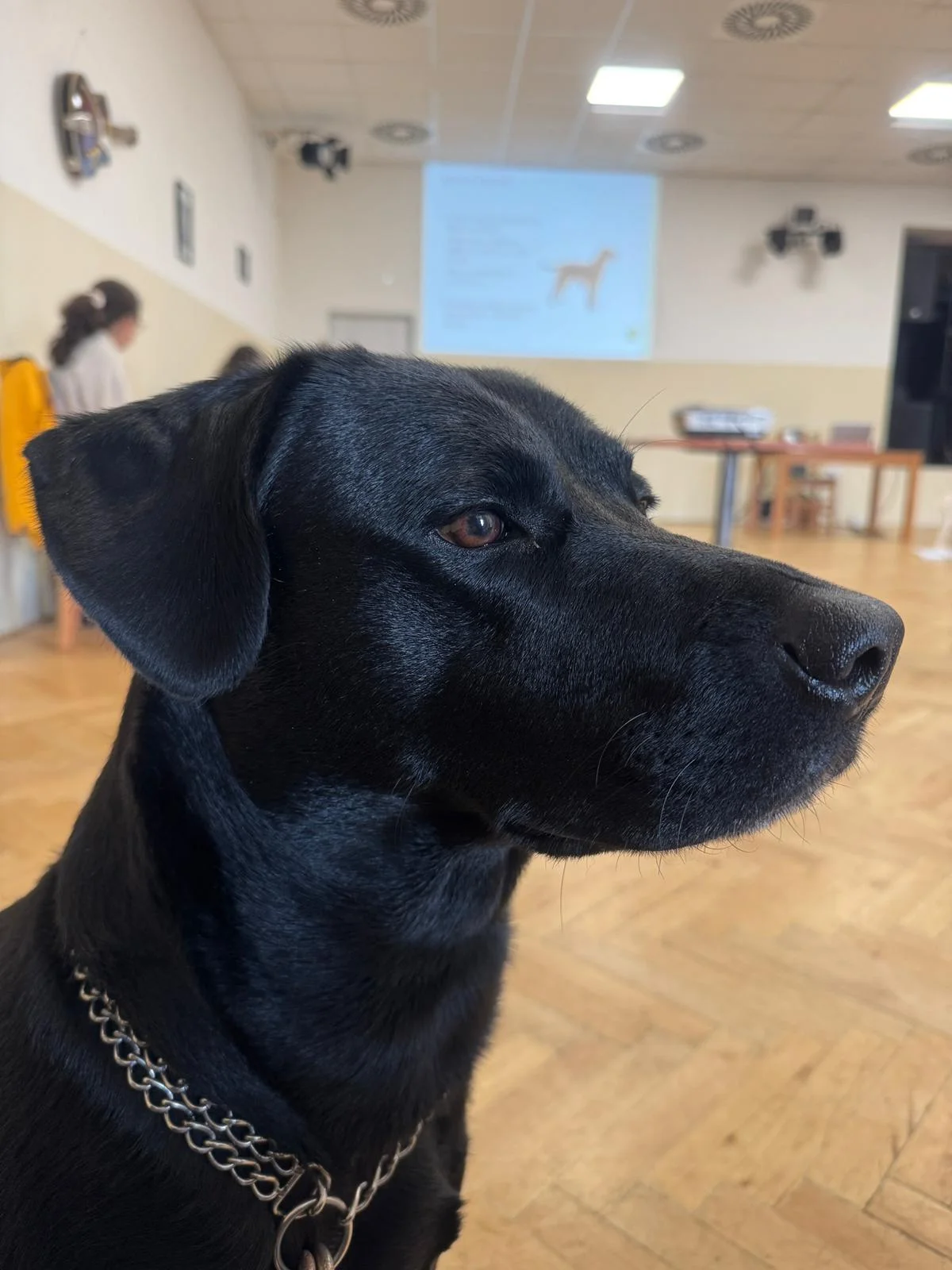 75 minut v psích lázních: rekondiční masáž a koupel pro vašeho chlupáče