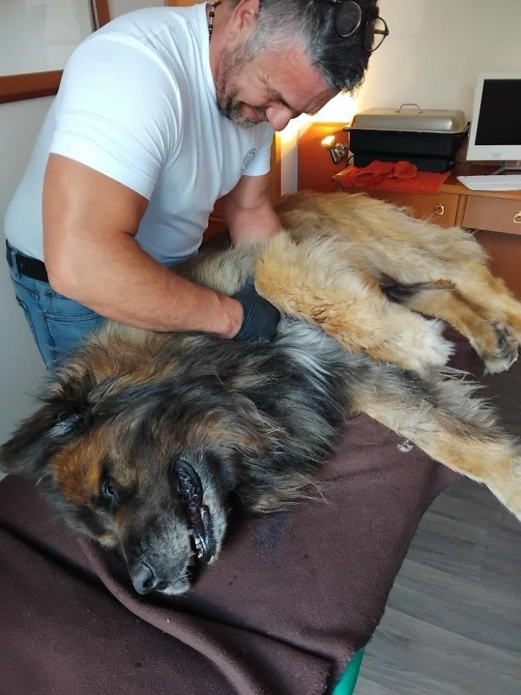 75 minut v psích lázních: rekondiční masáž a koupel pro vašeho chlupáče