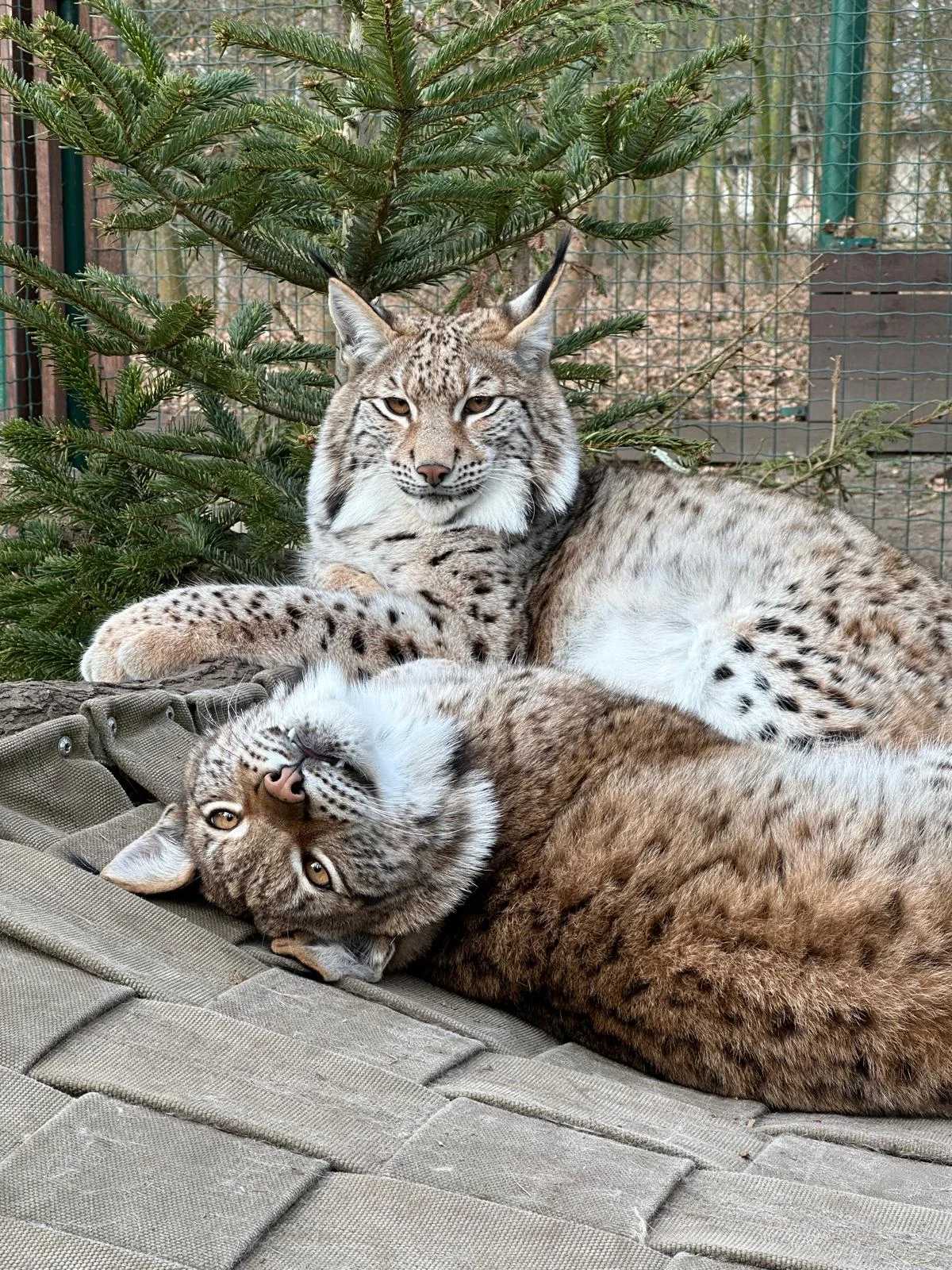 Staňte se ošetřovatelem u kočkovitých šelem: 90 min. ve všední dny pro dva či rodinu