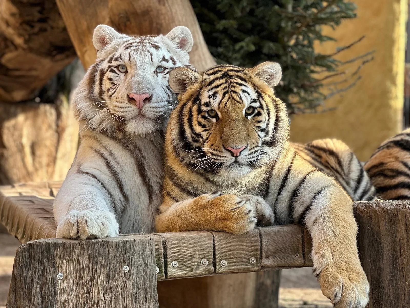 Staňte se ošetřovatelem u kočkovitých šelem: 90 min. ve všední dny pro dva či rodinu