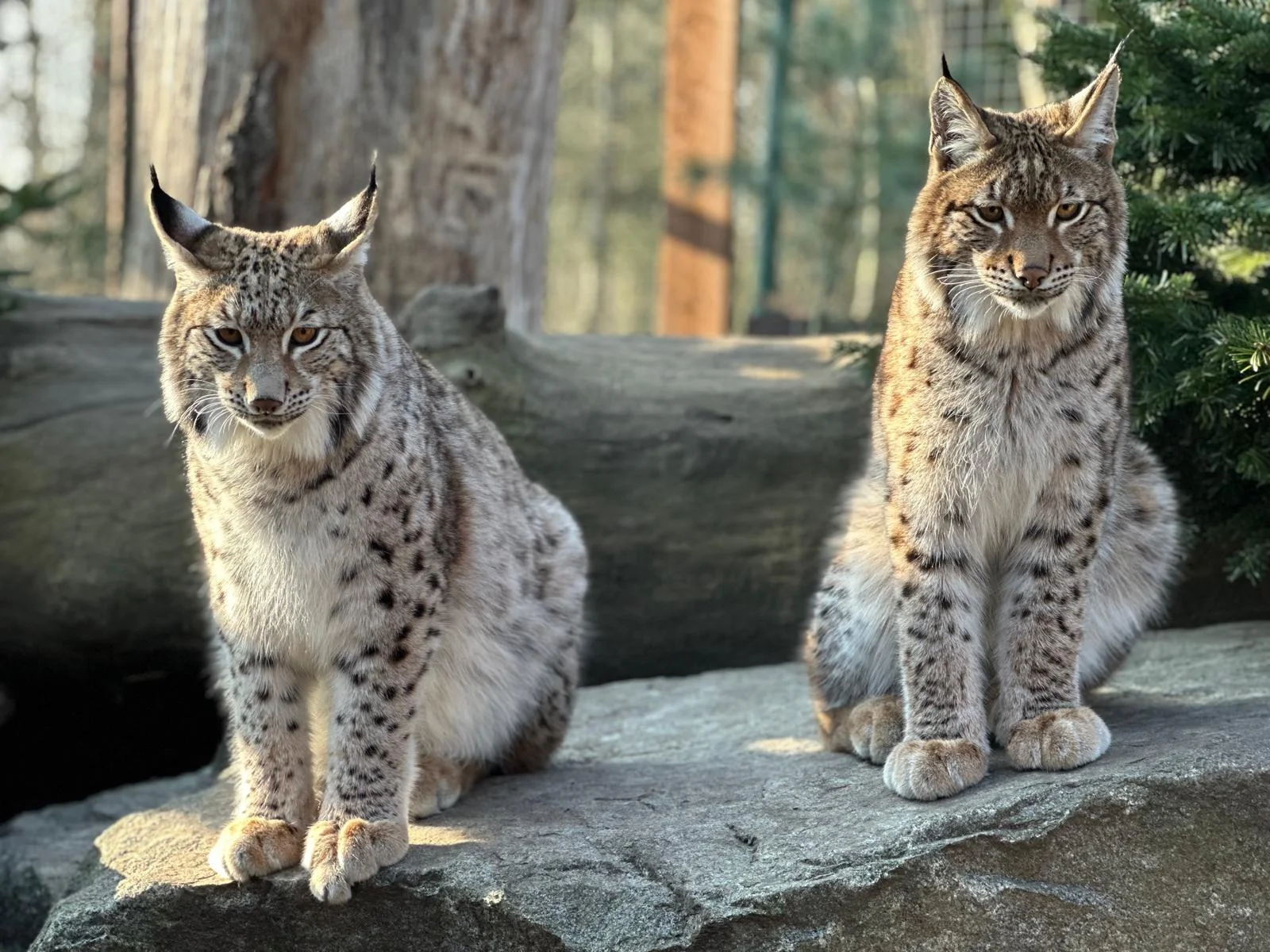 Staňte se ošetřovatelem u kočkovitých šelem: 90 min. ve všední dny pro dva či rodinu