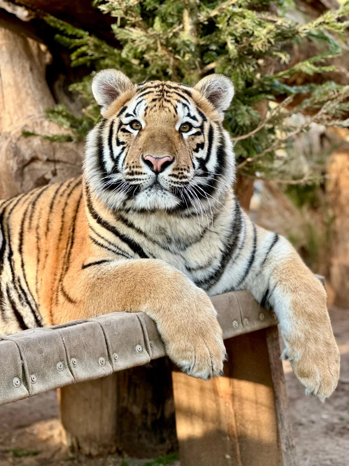 Staňte se ošetřovatelem u kočkovitých šelem: 90 min. ve všední dny pro dva či rodinu