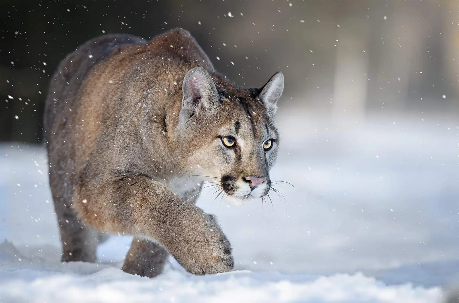 Staňte se ošetřovatelem u kočkovitých šelem: 90 min. ve všední dny pro dva či rodinu