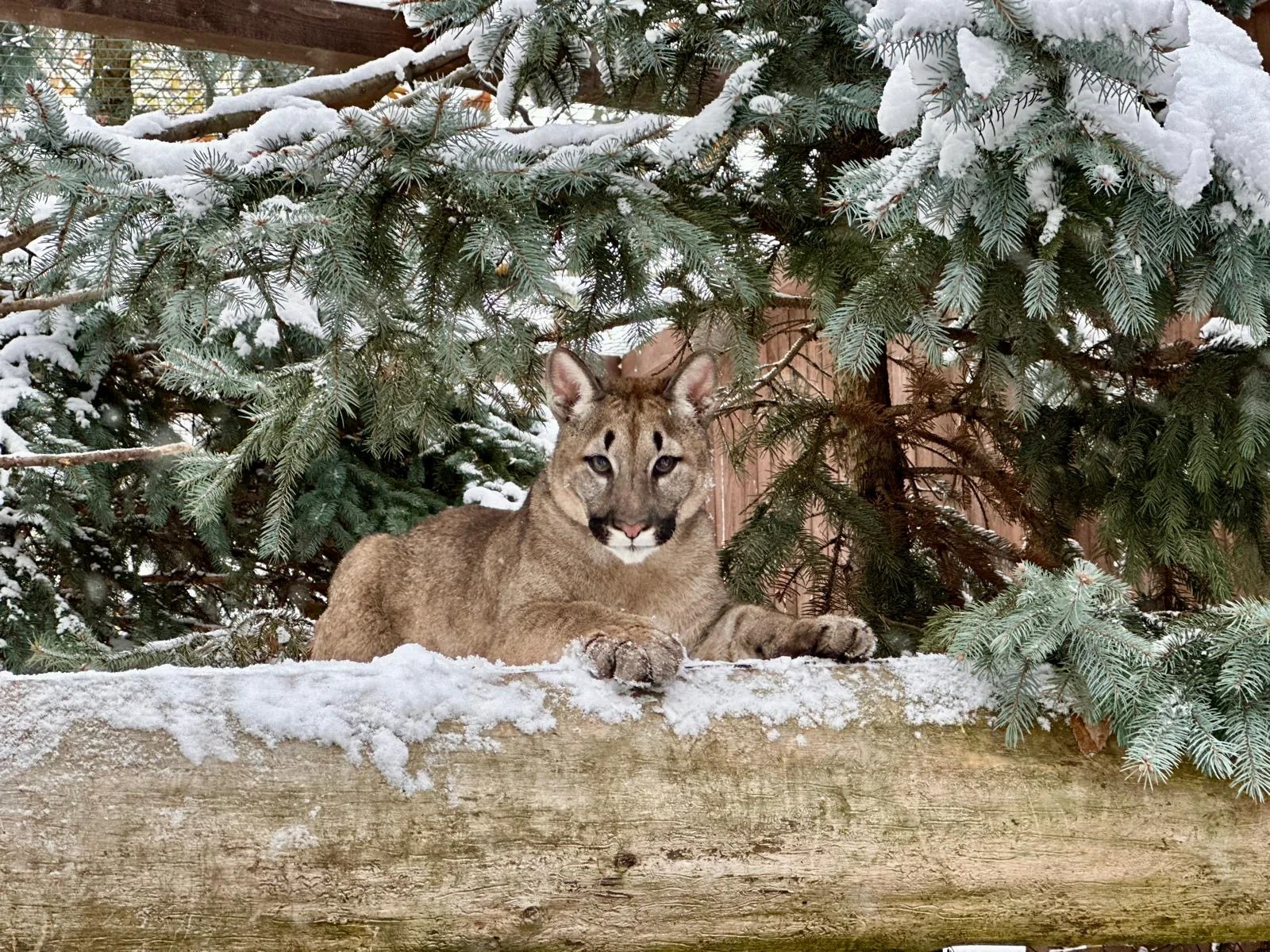 Staňte se ošetřovatelem u kočkovitých šelem: 90 min. ve všední dny pro dva či rodinu