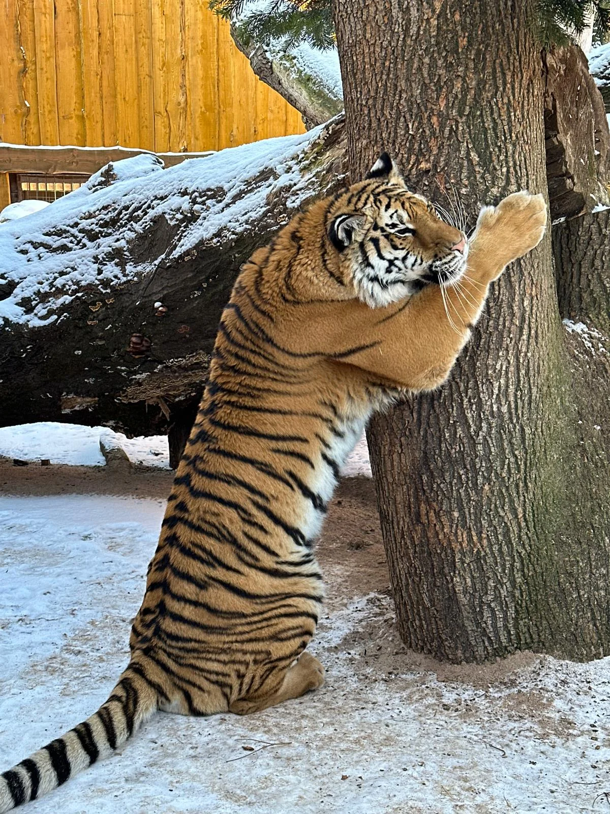 Staňte se ošetřovatelem u kočkovitých šelem: 90 min. ve všední dny pro dva či rodinu
