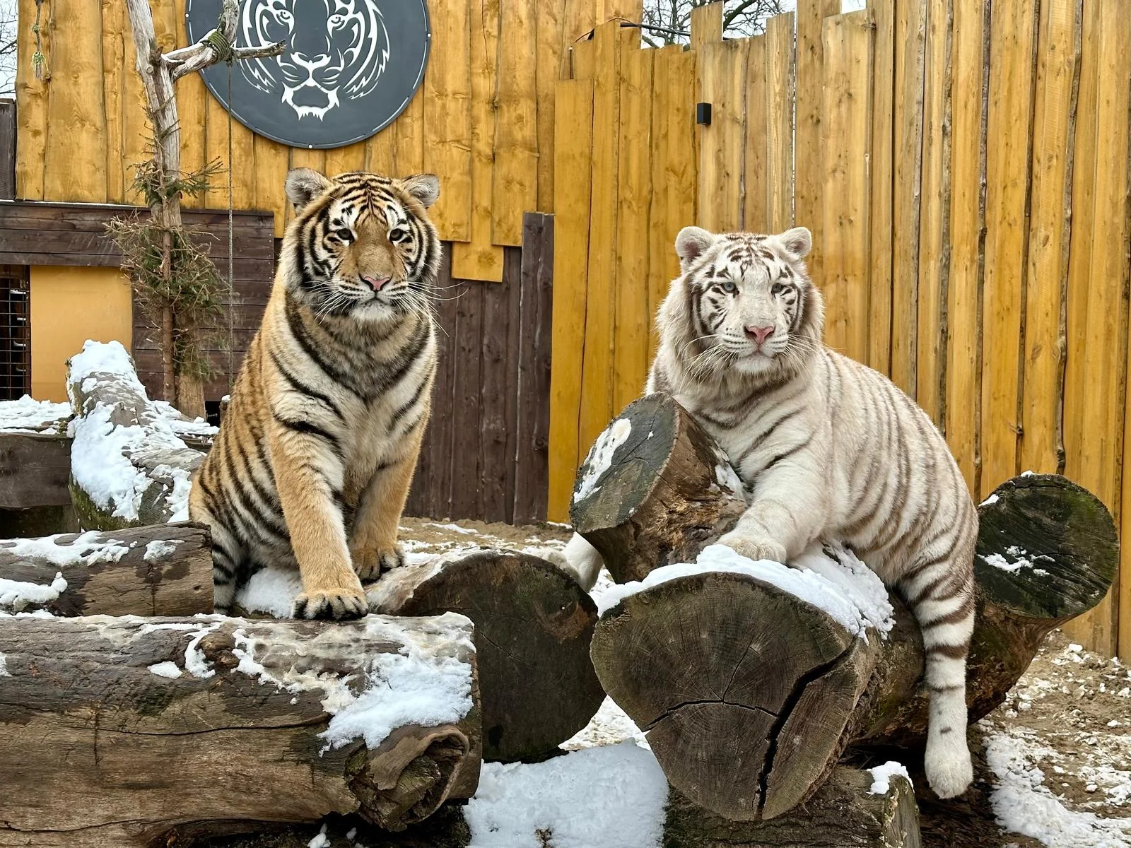 Staňte se ošetřovatelem u kočkovitých šelem: 90 min. ve všední dny pro dva či rodinu