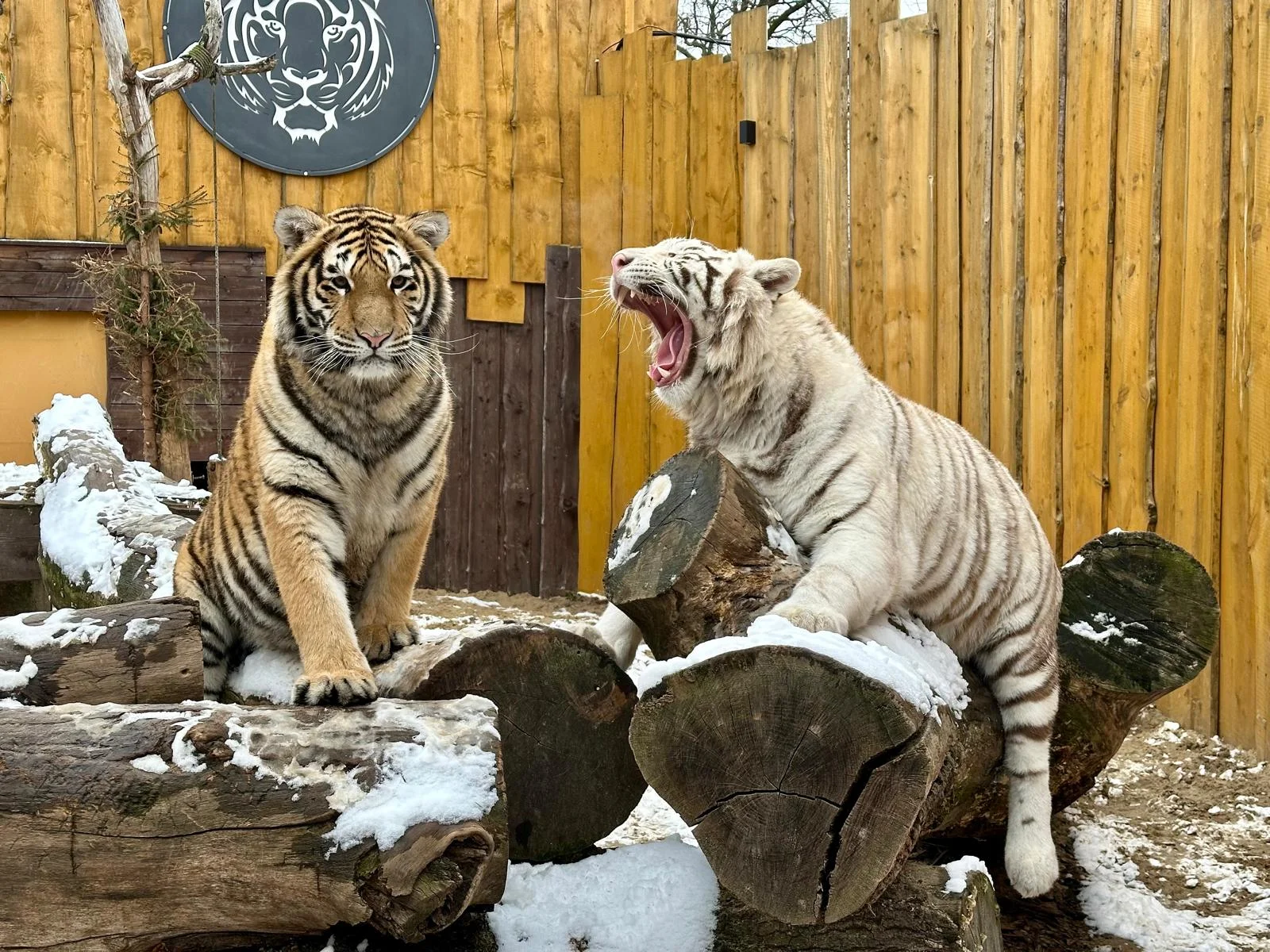 Staňte se ošetřovatelem u kočkovitých šelem: 90 min. ve všední dny pro dva či rodinu
