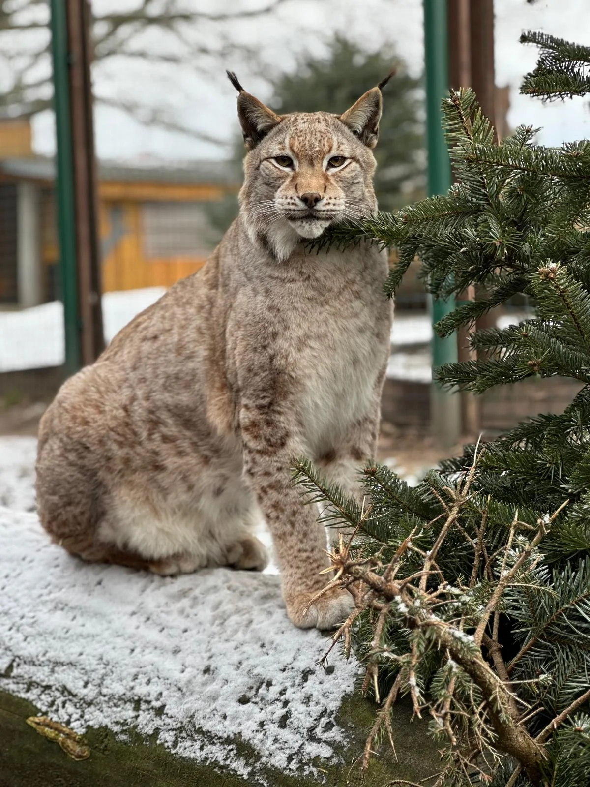 Staňte se ošetřovatelem u kočkovitých šelem: 90 min. ve všední dny pro dva či rodinu