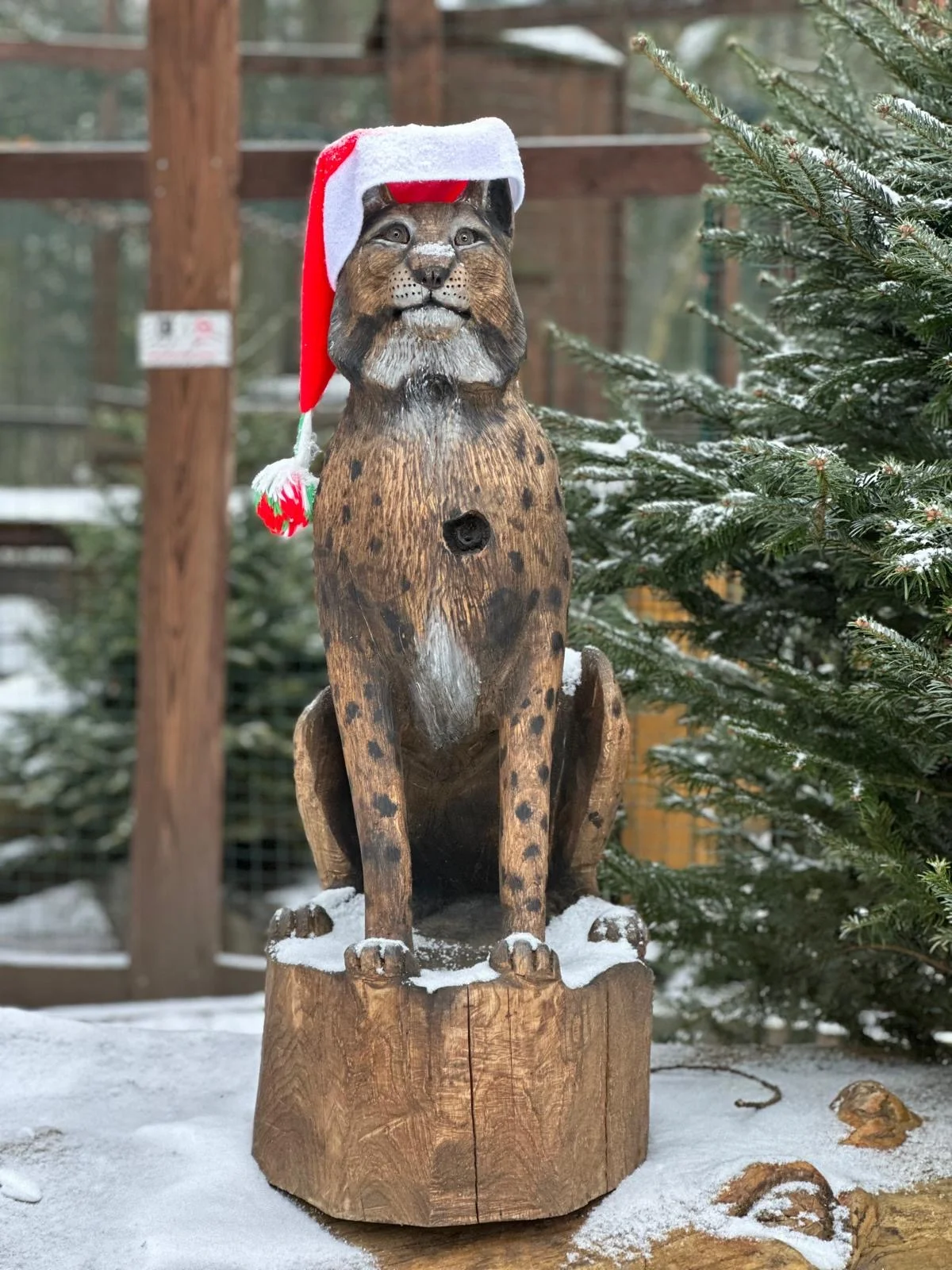 Staňte se ošetřovatelem u kočkovitých šelem: 90 min. ve všední dny pro dva či rodinu