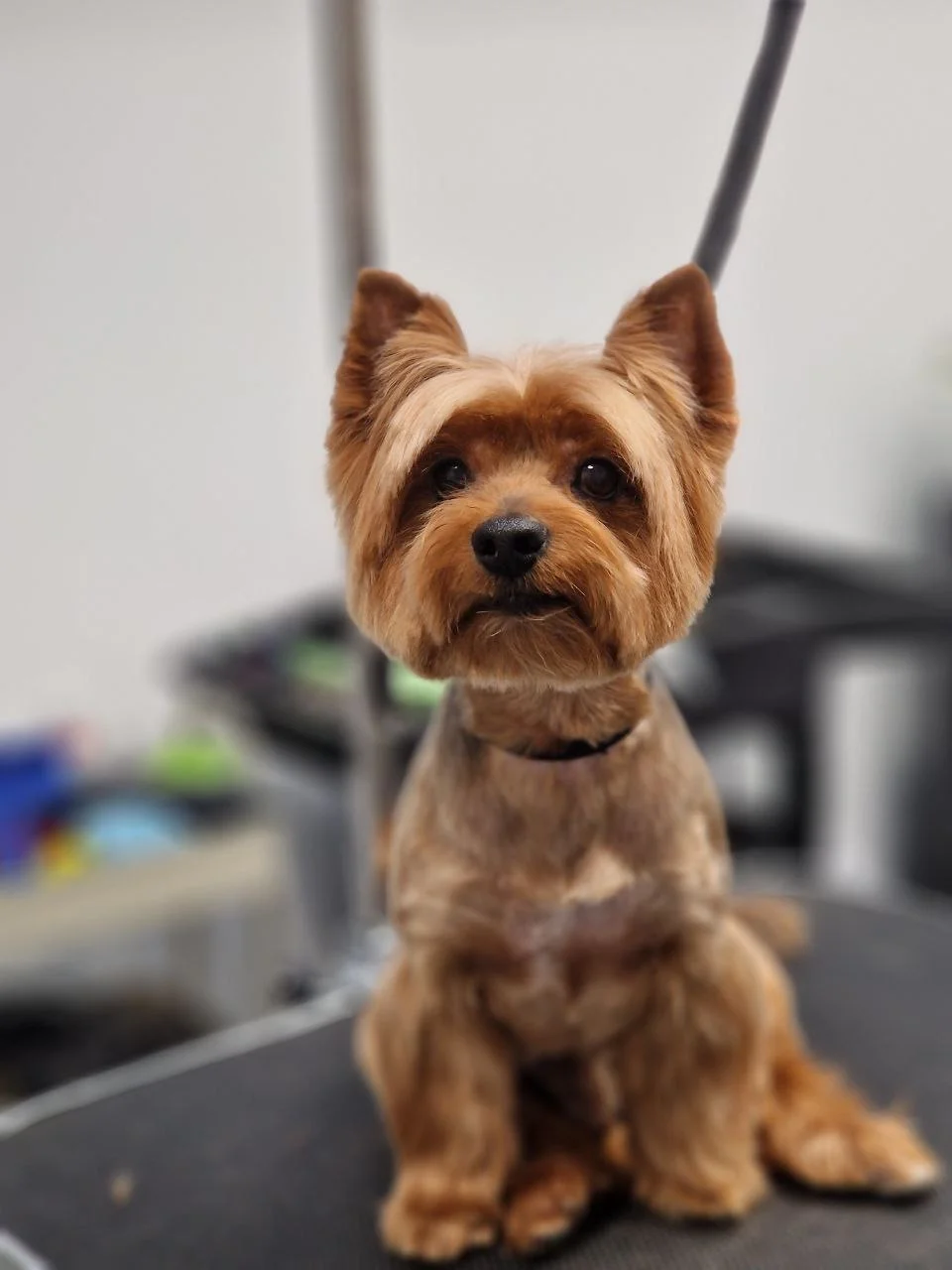 Kompletní péče pro domácí mazlíčky: koupání a úprava srsti vč. zastřižení drápků