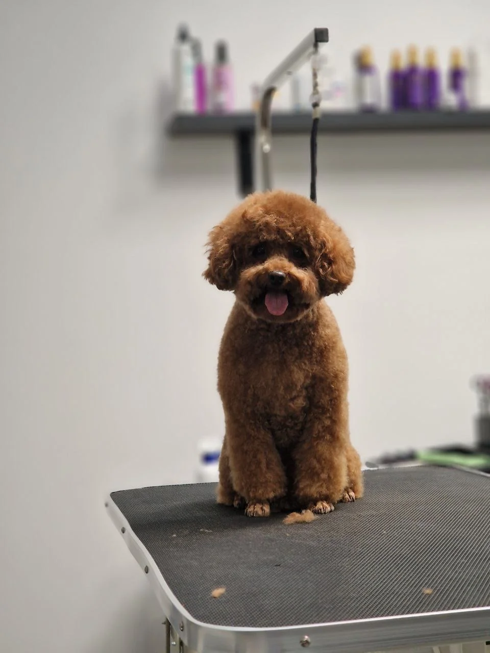 Kompletní péče pro domácí mazlíčky: koupání a úprava srsti vč. zastřižení drápků