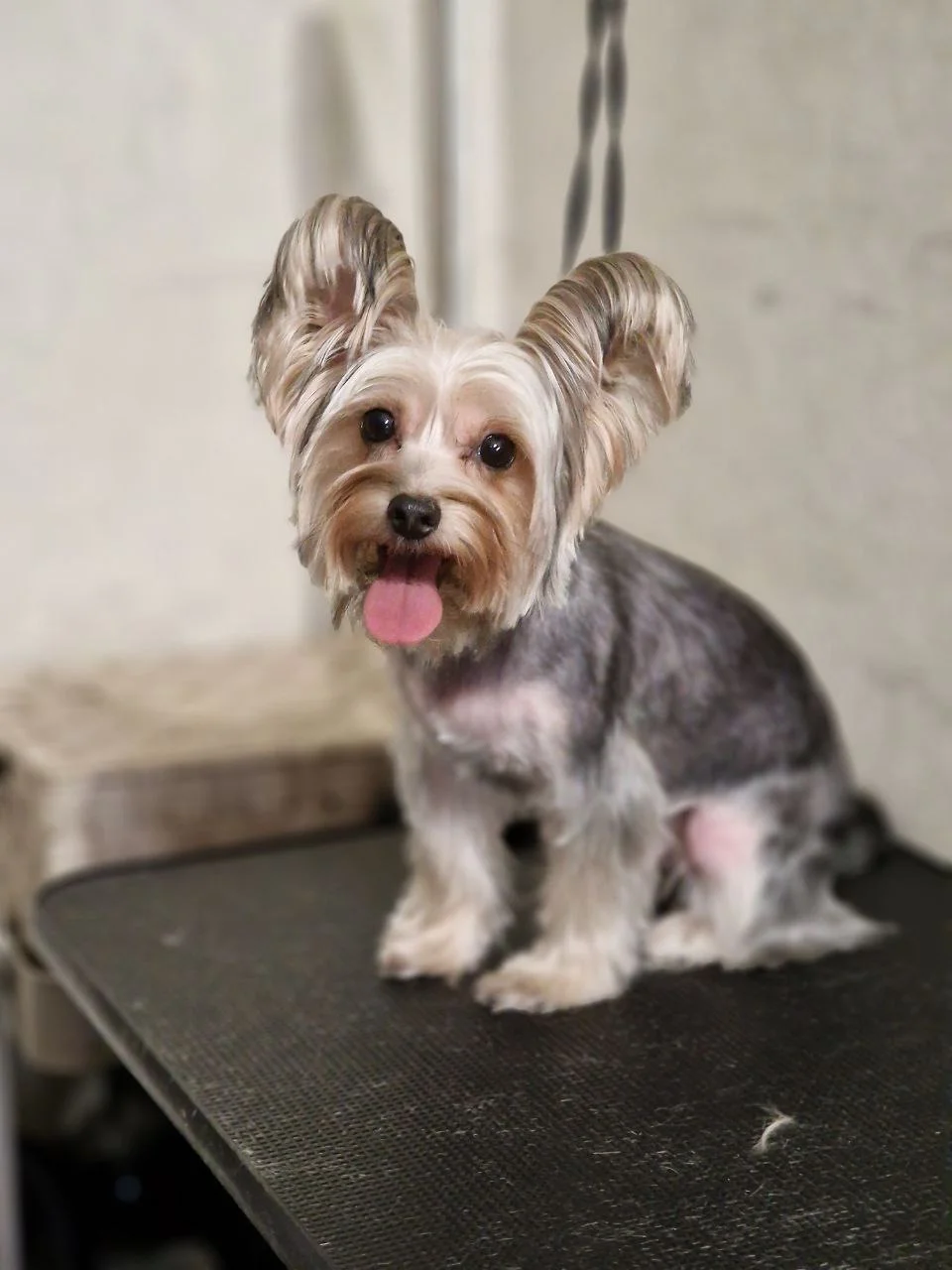 Kompletní péče pro domácí mazlíčky: koupání a úprava srsti vč. zastřižení drápků