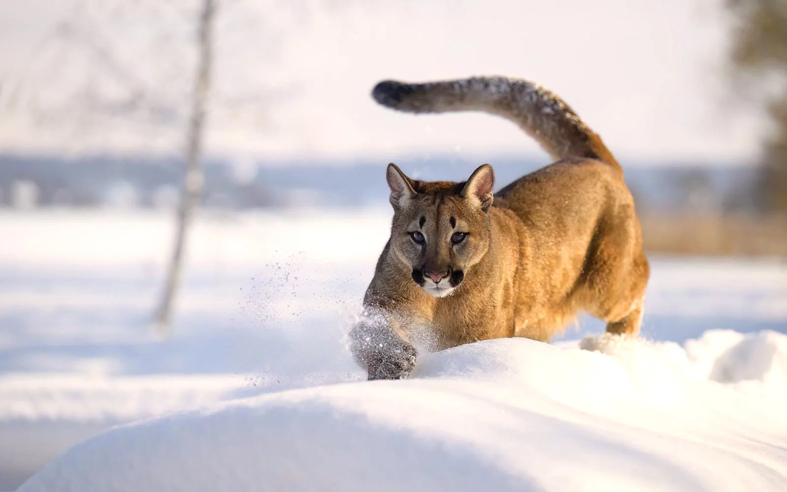 Staňte se ošetřovatelem u kočkovitých šelem: 90 min. ve všední dny pro dva či rodinu