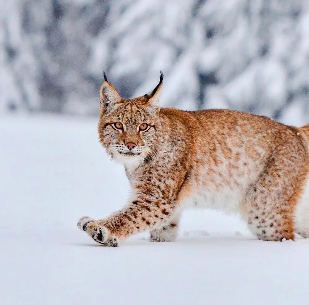 Staňte se ošetřovatelem u kočkovitých šelem: 90 min. ve všední dny pro dva či rodinu