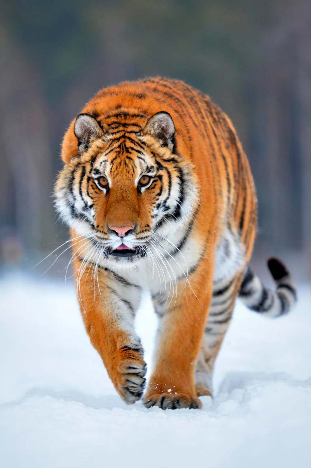 Staňte se ošetřovatelem u kočkovitých šelem: 90 min. ve všední dny pro dva či rodinu