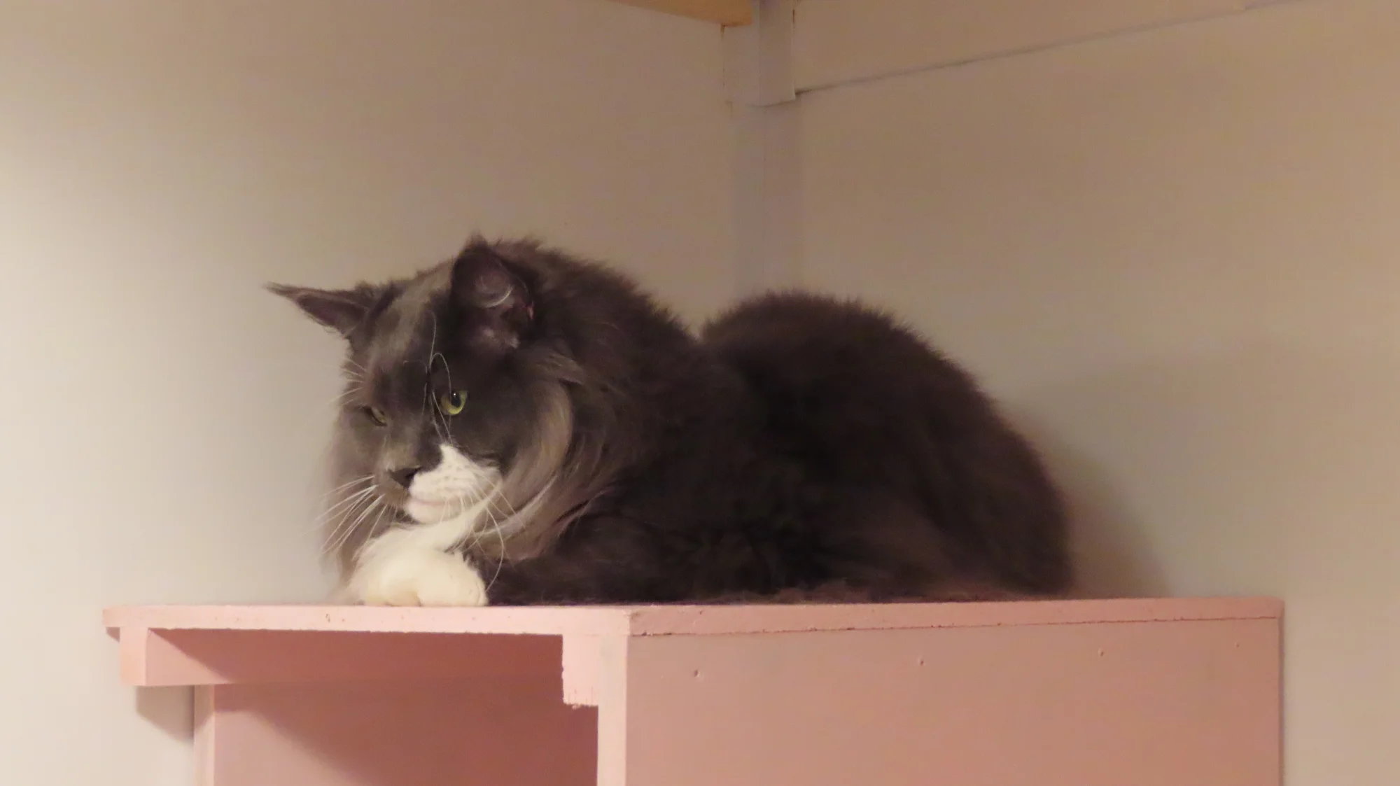 Ubytování kočičky v kočičím hotelu na 1 až 7 dní, vč. mazlení a veškeré péče