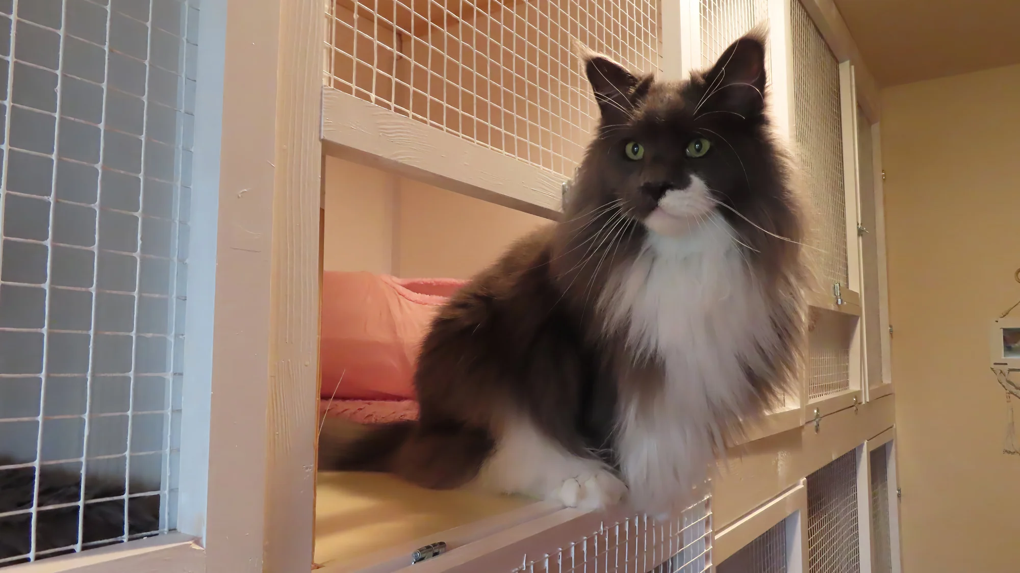 Ubytování kočičky v kočičím hotelu na 1 až 7 dní, vč. mazlení a veškeré péče