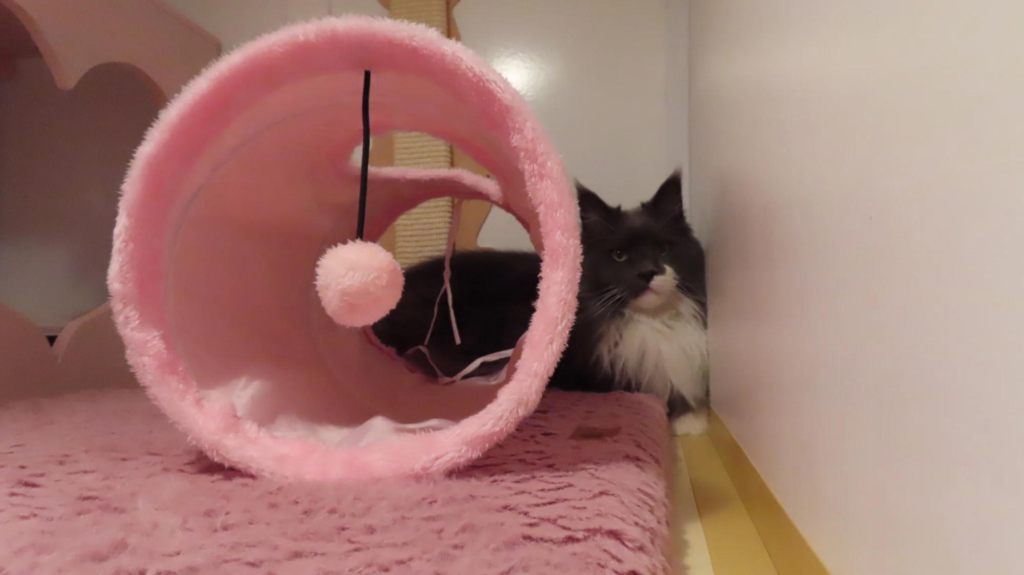 Ubytování kočičky v kočičím hotelu na 1 až 7 dní, vč. mazlení a veškeré péče