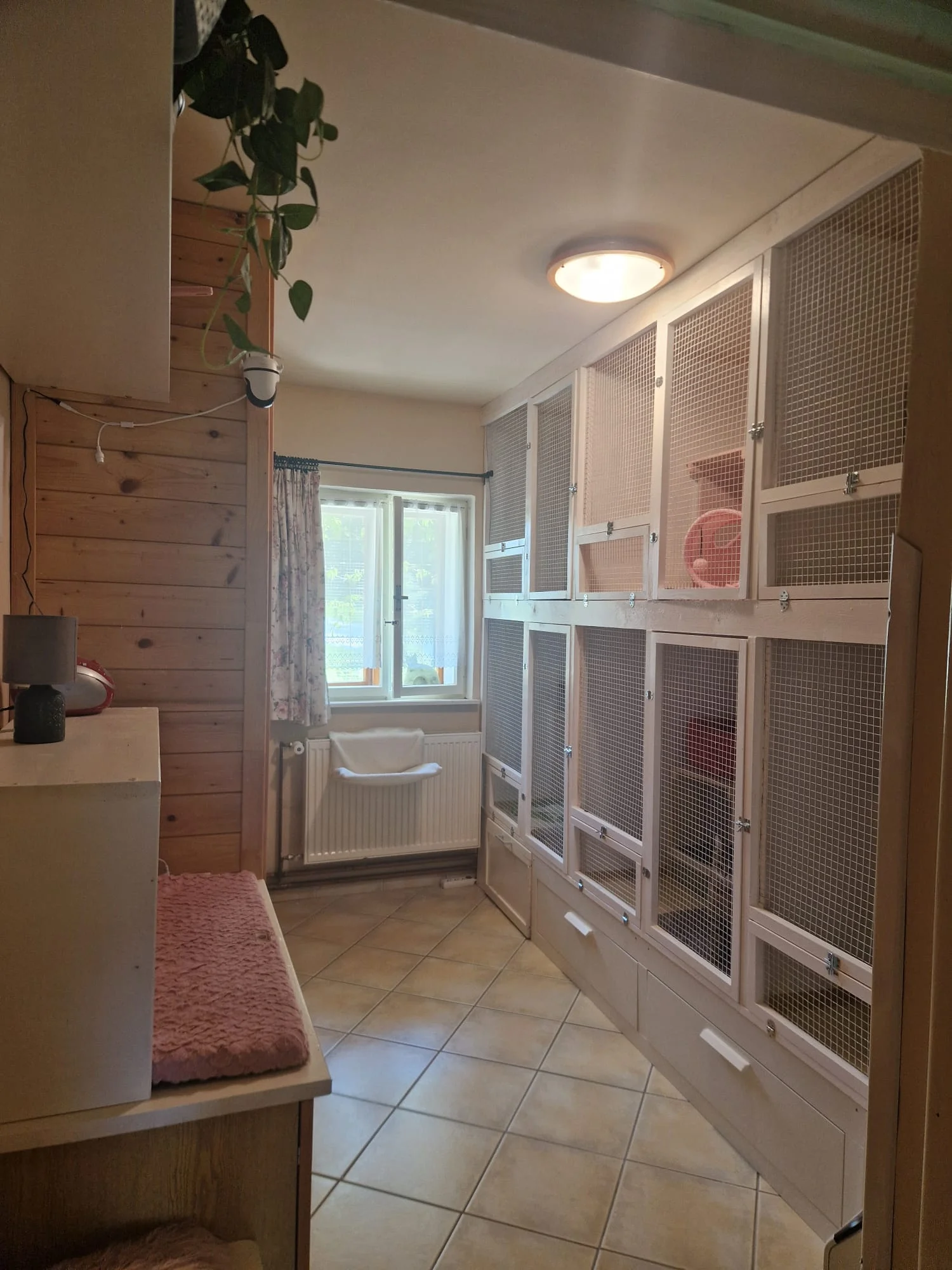 Ubytování kočičky v kočičím hotelu na 1 až 7 dní, vč. mazlení a veškeré péče