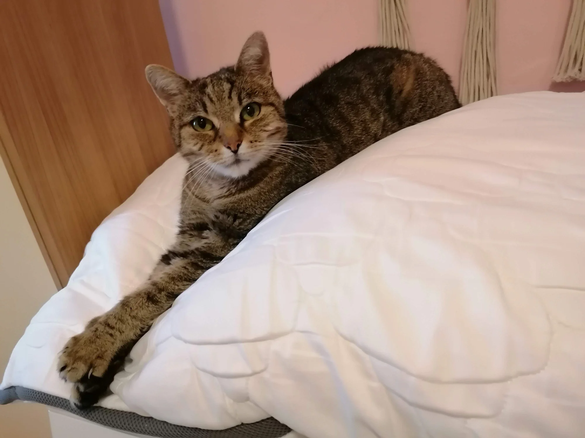 Ubytování kočičky v kočičím hotelu na 1 až 7 dní, vč. mazlení a veškeré péče