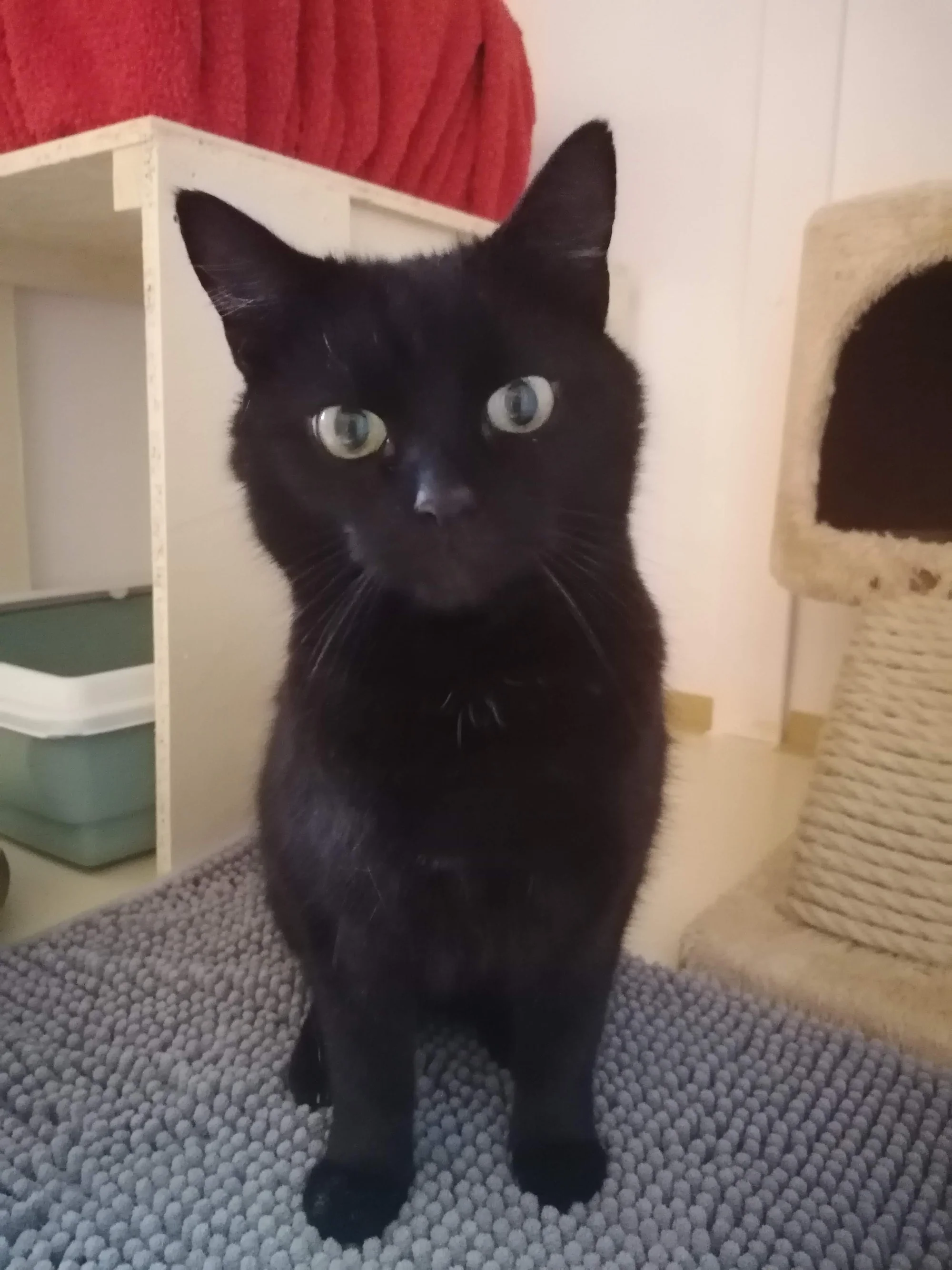 Ubytování kočičky v kočičím hotelu na 1 až 7 dní, vč. mazlení a veškeré péče