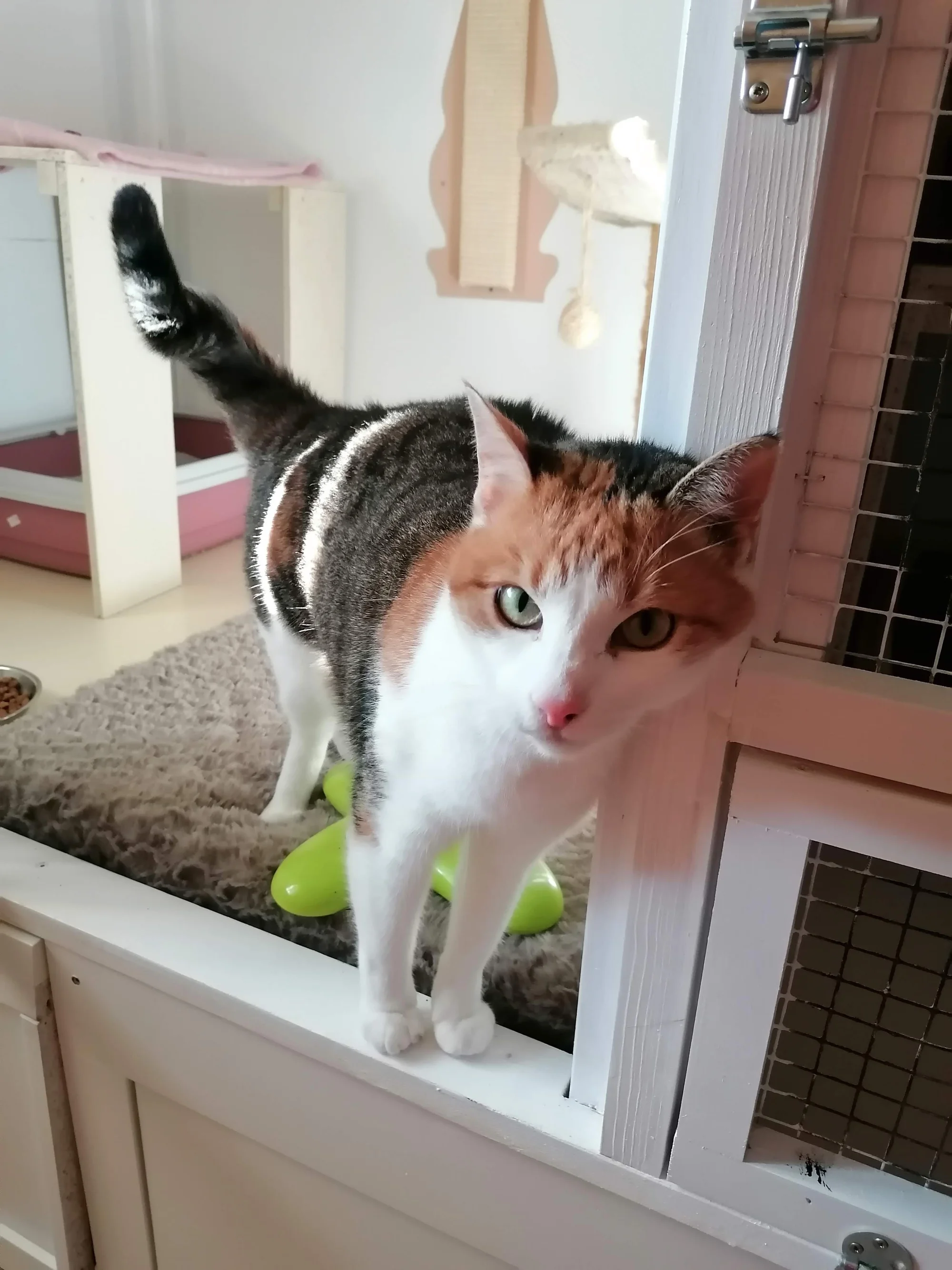 Ubytování kočičky v kočičím hotelu na 1 až 7 dní, vč. mazlení a veškeré péče