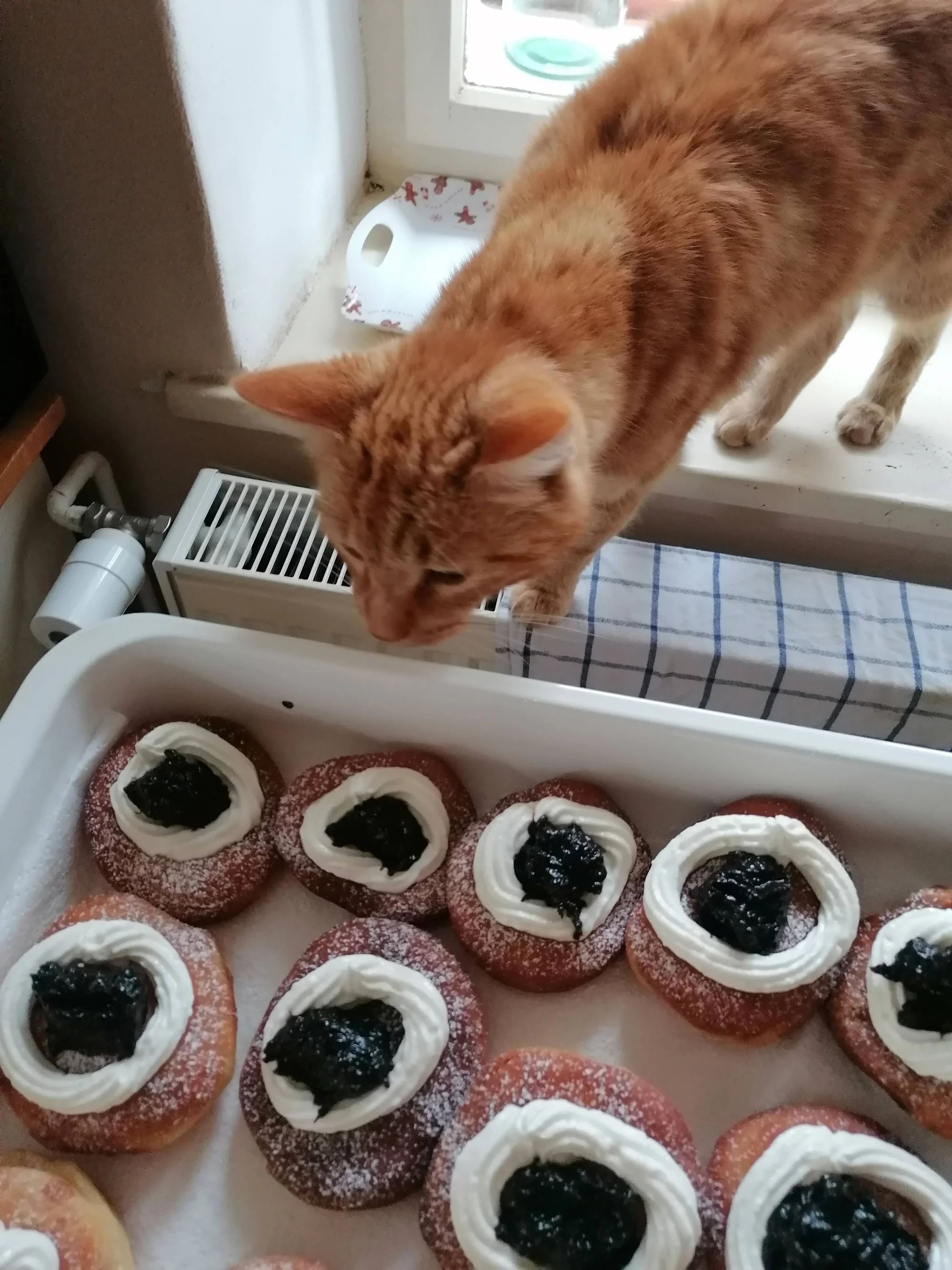 Ubytování kočičky v kočičím hotelu na 1 až 7 dní, vč. mazlení a veškeré péče